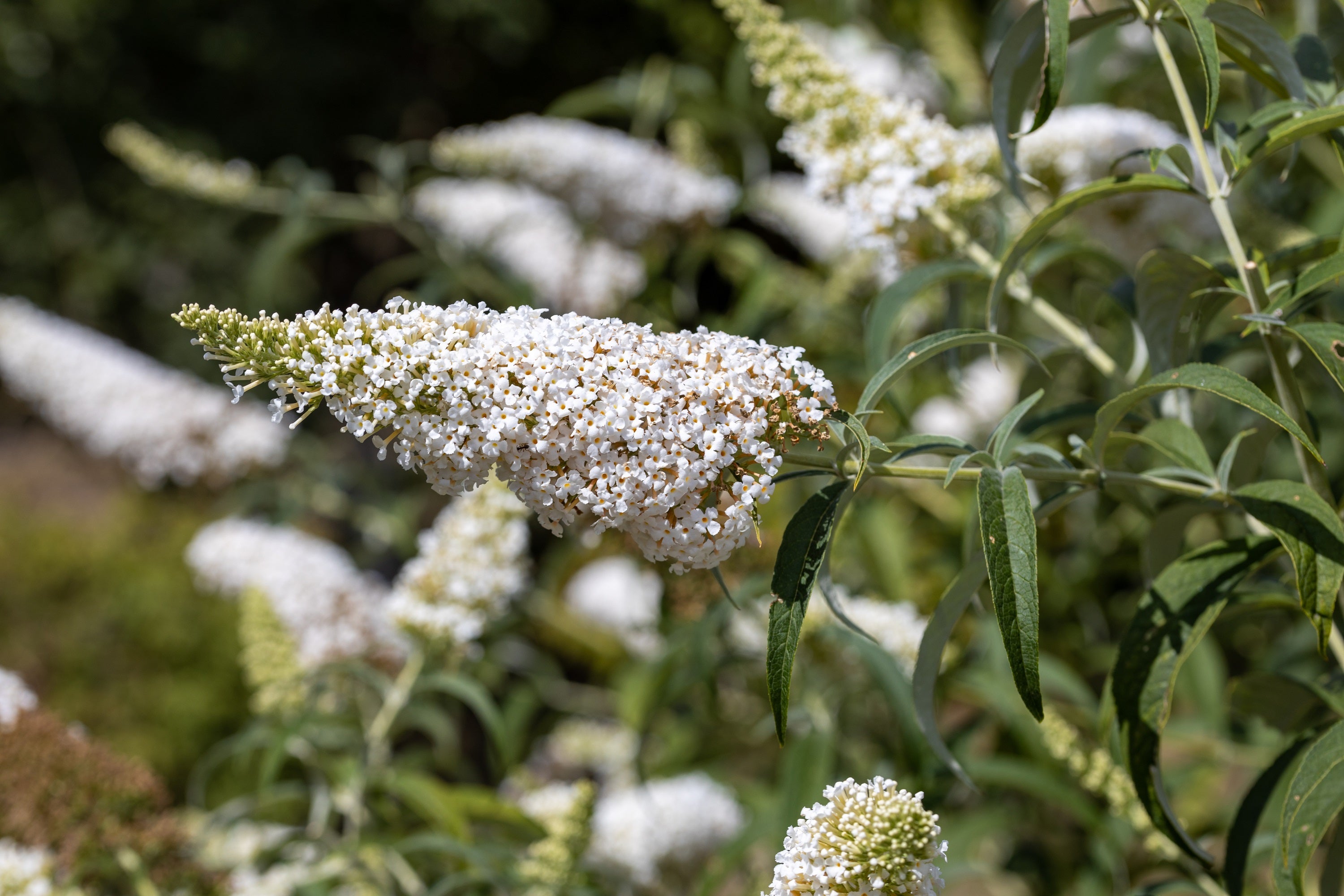 50 WHITE BUTTERFLY BUSH Buddleja Davidii Flower Seeds