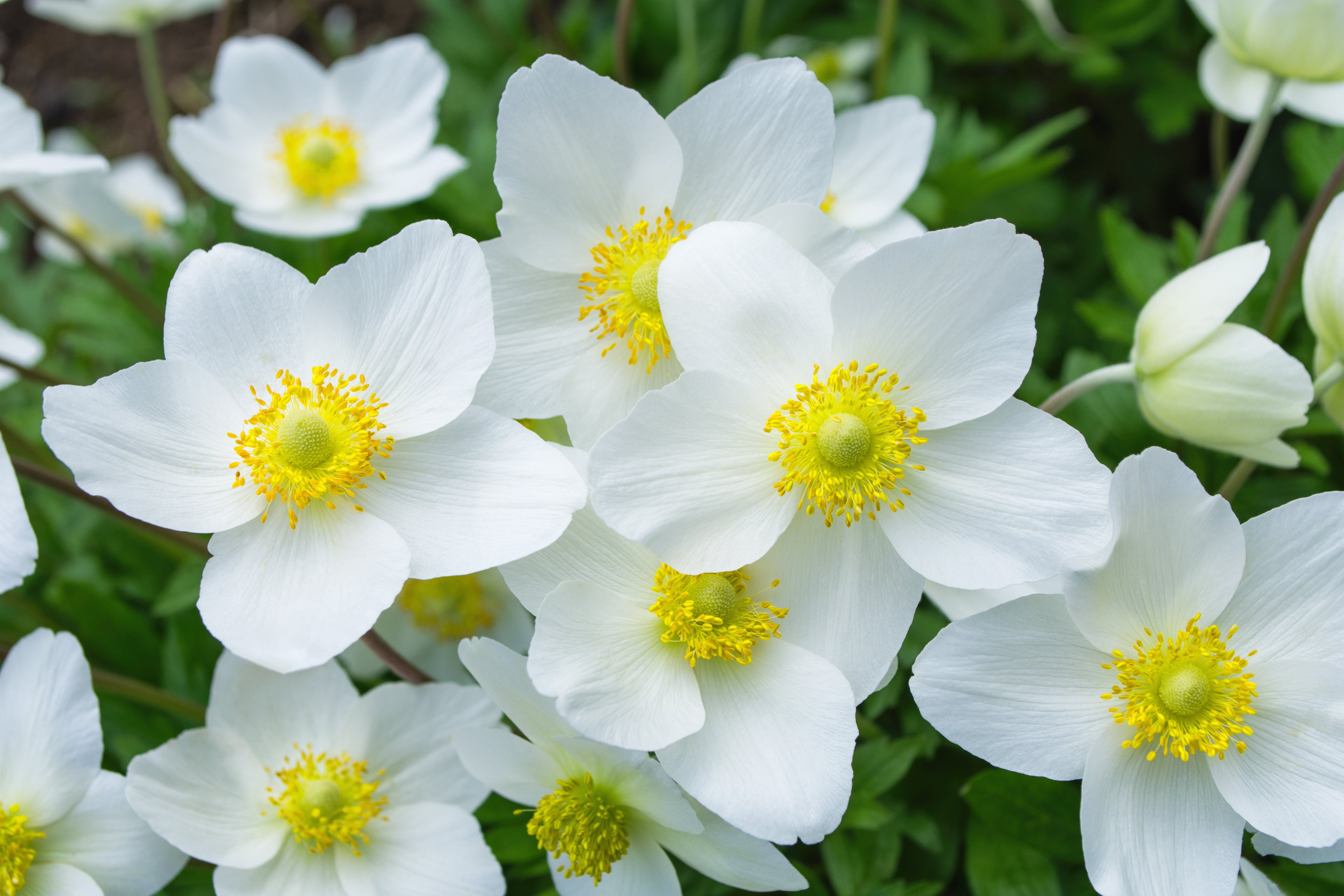 5 MADONNA ANEMONE Sylvestris White & Yellow Flower Seeds