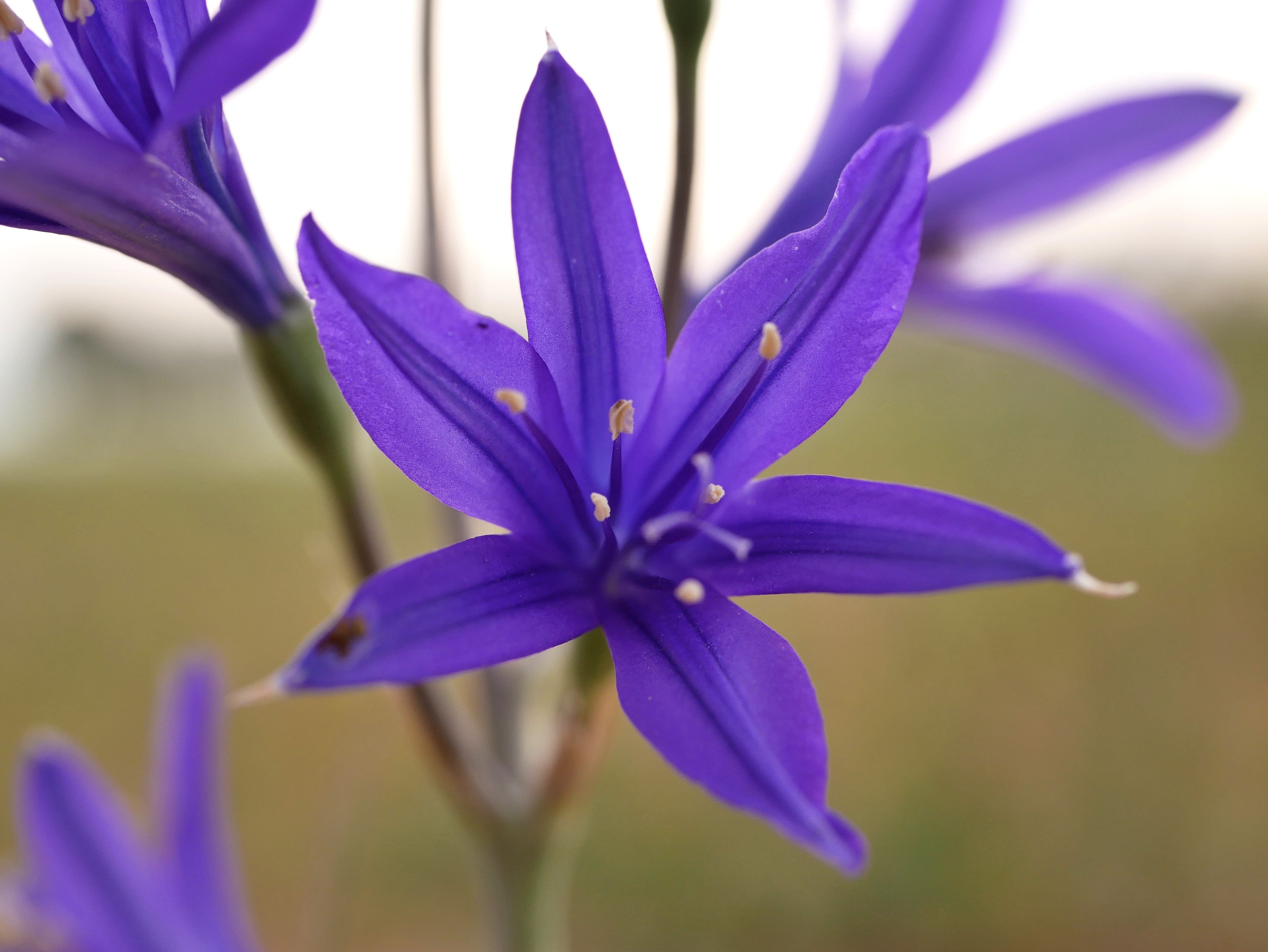 10 BLUE SIBERIAN LILY Mountain Ixia Altai Ixiolirion Tataricum Flower Seeds