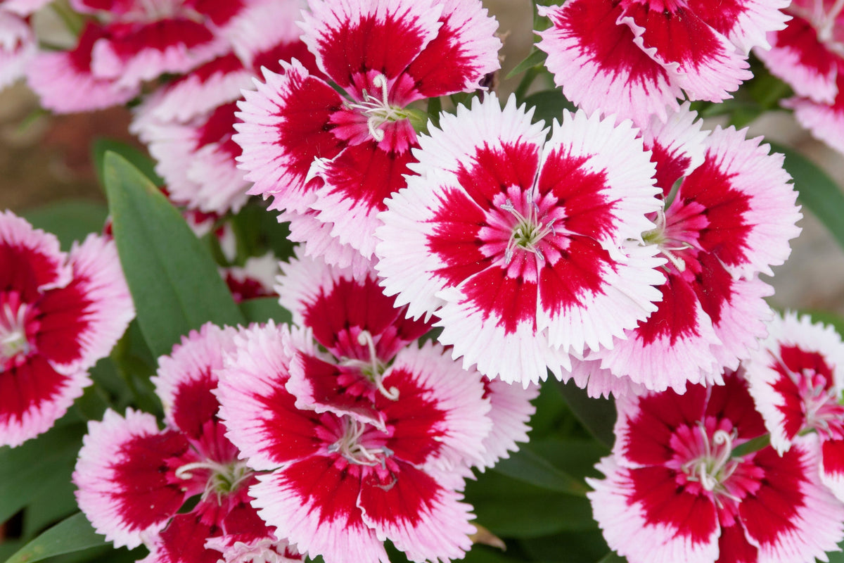 550 MAIDEN PINKS Mixed Colors Dianthus Deltoides Flower Seeds