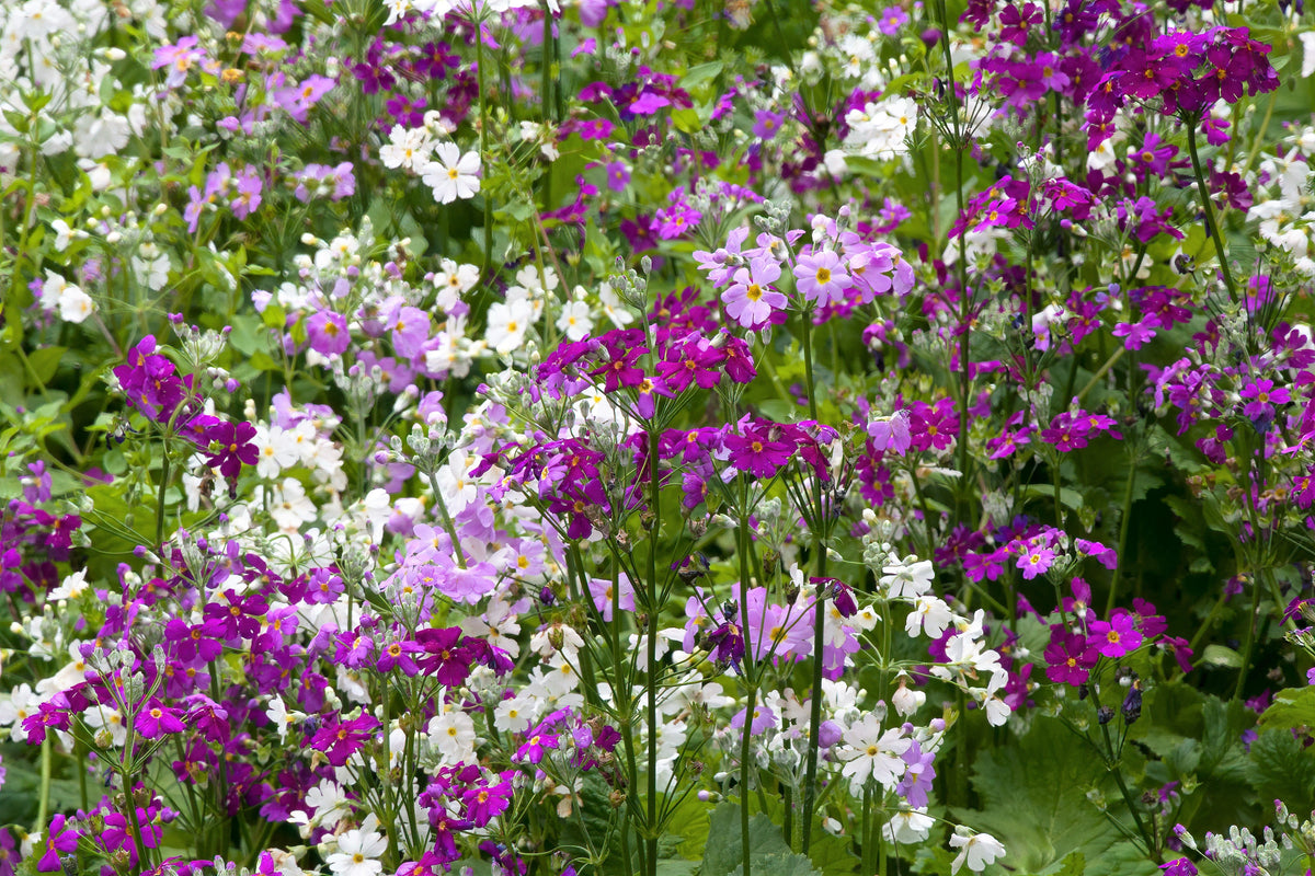100 WHITE FAIRY PRIMROSE Primula Malacoides Baby Primrose Shade Houseplant Flower Seeds