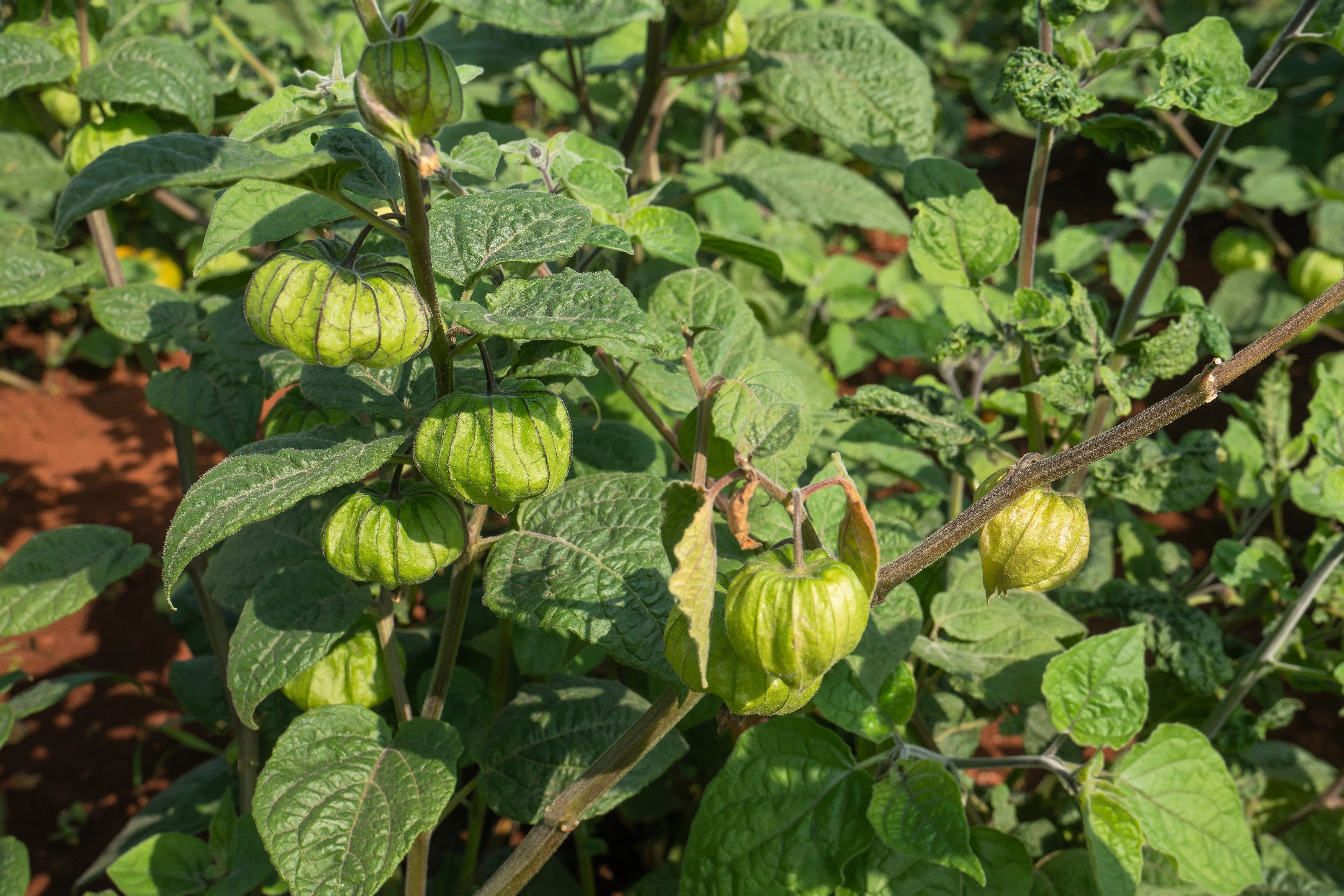 50 PERUVIAN GROUND CHERRY Physalis Peruviana Cape Gooseberry Fruit Veggie Seeds