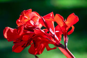 5 RED CANNA LILY Indian Shot Canna Indica Flower Seeds