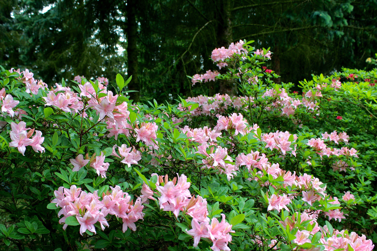 20 WESTERN AZALEA Pink White Yellow Shrub Flower Rhododendron Occidentale Seeds