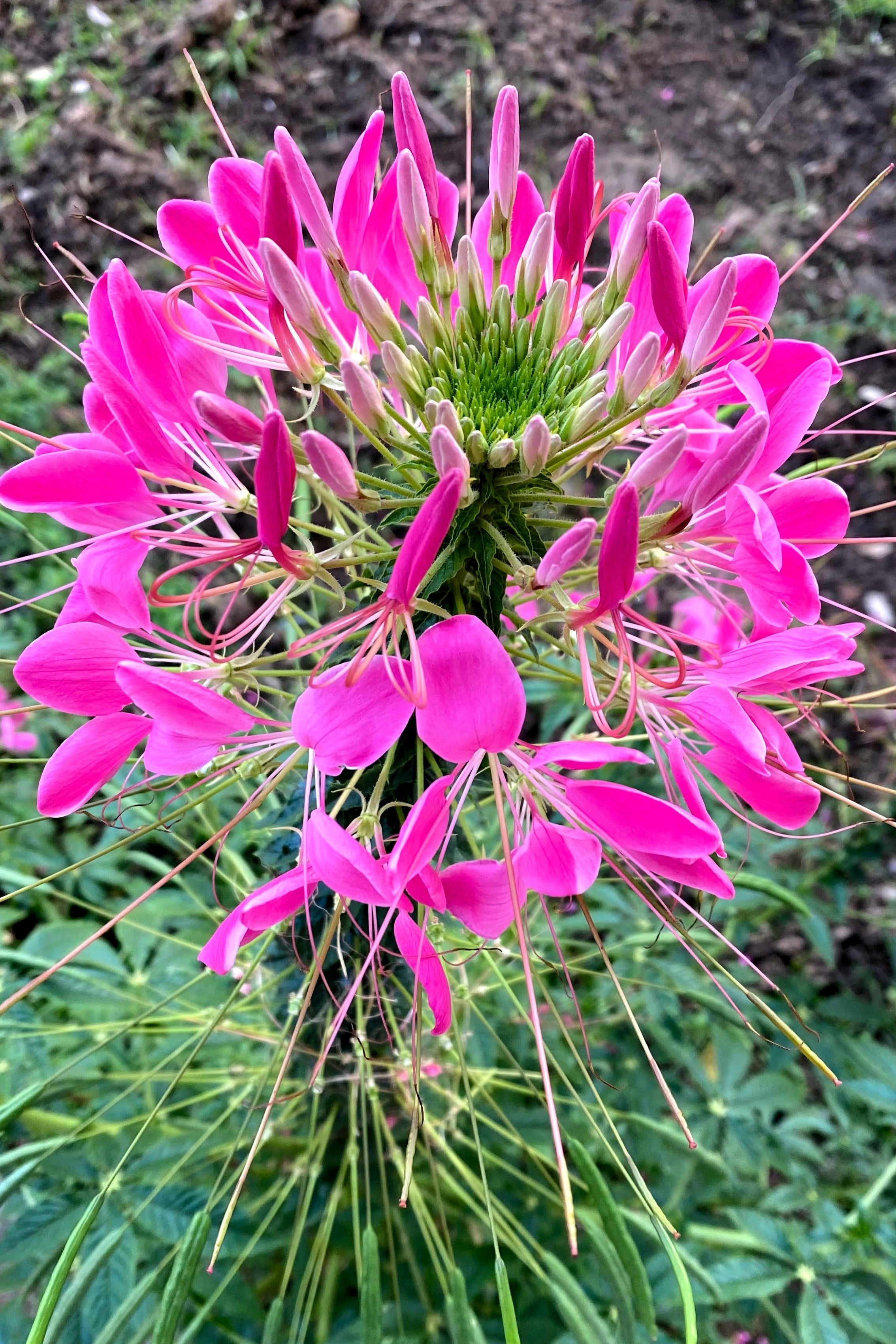 200 CHERRY QUEEN CLEOME Spinosa Hassleriana Carmine Rose Spider Flower Seeds