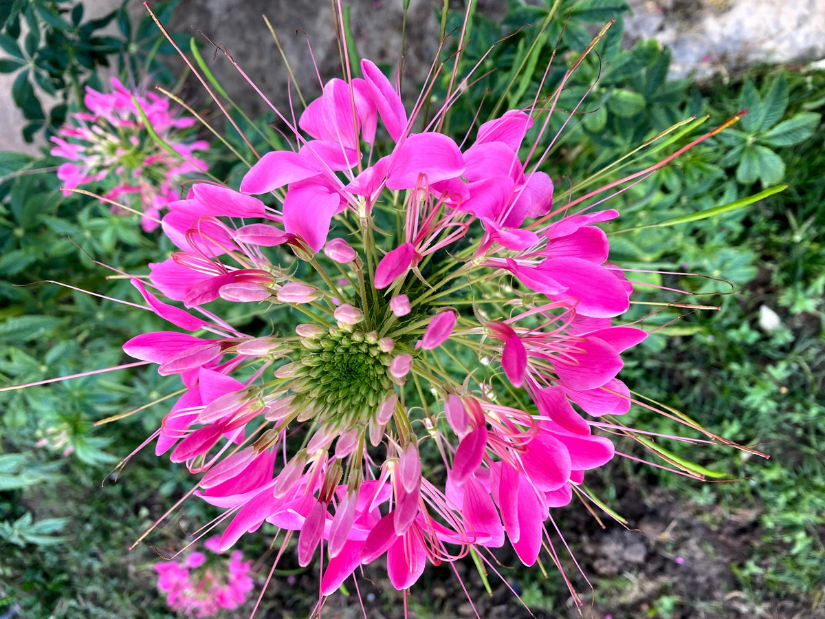 200 MAUVE QUEEN CLEOME Spinosa Hassleriana Purple Pink Spider Flower Seeds