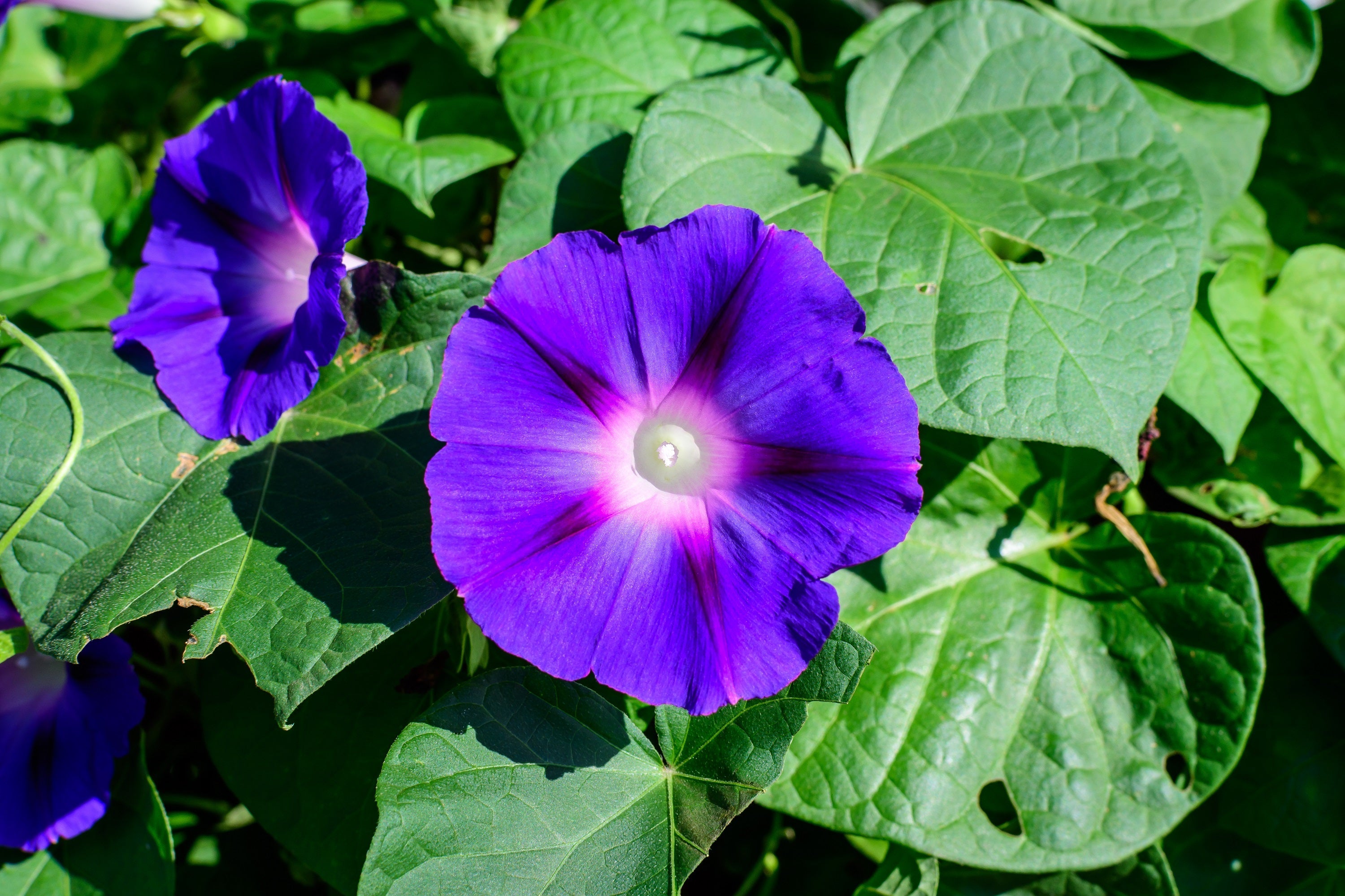 100 PURPLE MORNING GLORY Ipomoea Nil Flower Vine Seeds