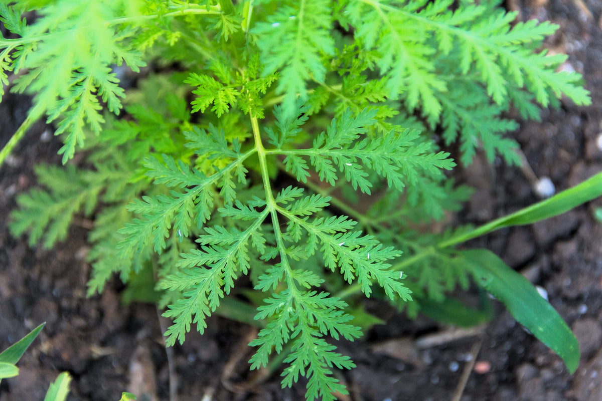 1000 SWEET WORMWOOD Artemisia Annua Sweet Annie Mugwort Sagewort Fragrant Herb Seeds