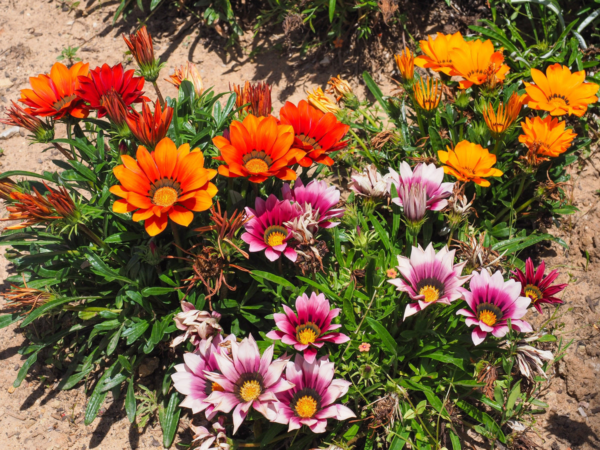 30 Mixed Colors GAZANIA Rigens Treasure Flower Seeds