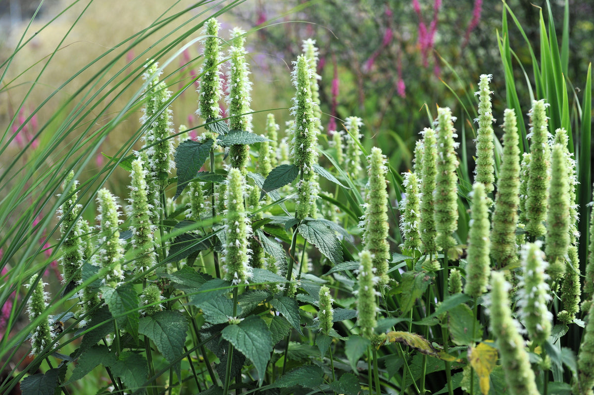 500 GIANT YELLOW HYSSOP Agastache Nepetoides Herb Flower Seeds