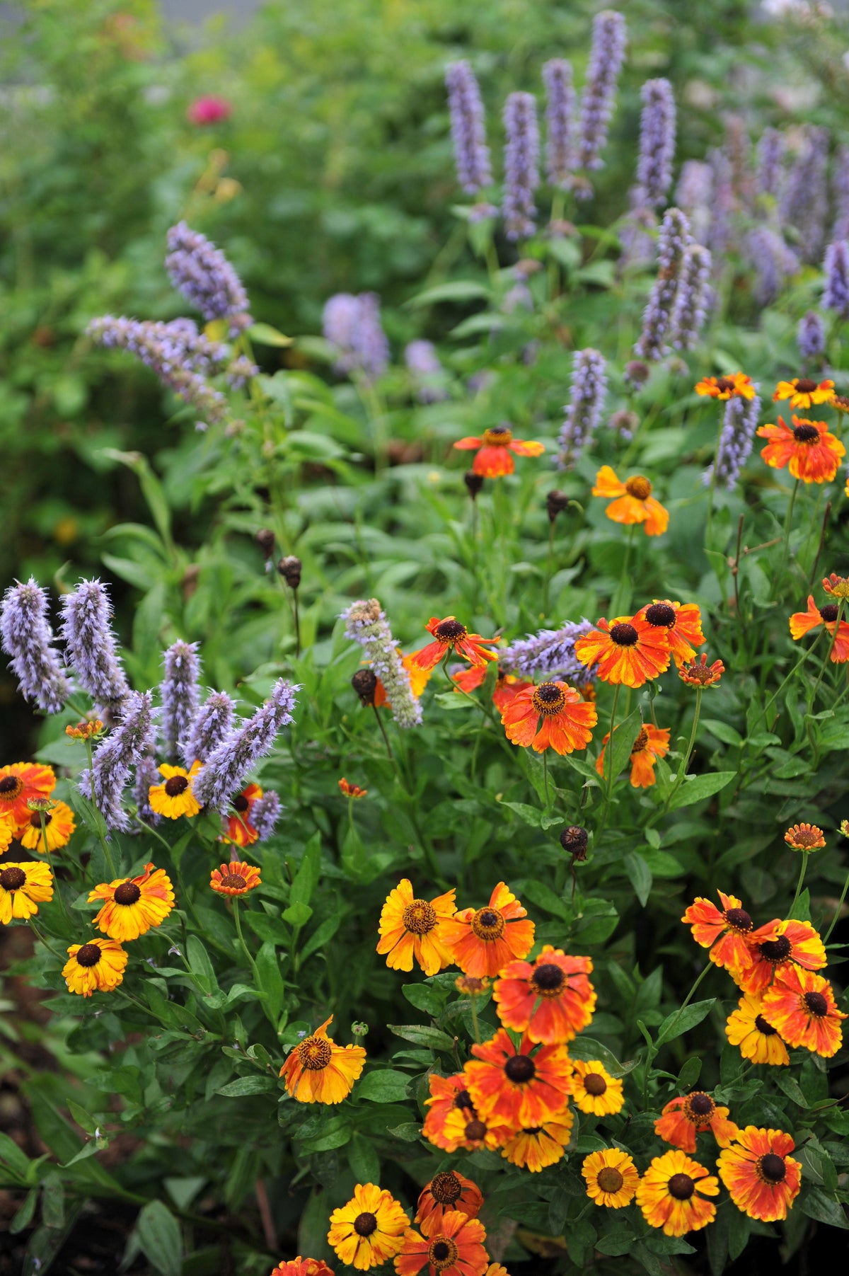 100 HELENIUM ' AUTUMN LEAVES ' Mix Helenium Autumnale Sneezeweed Mixed Colors Flower Seeds