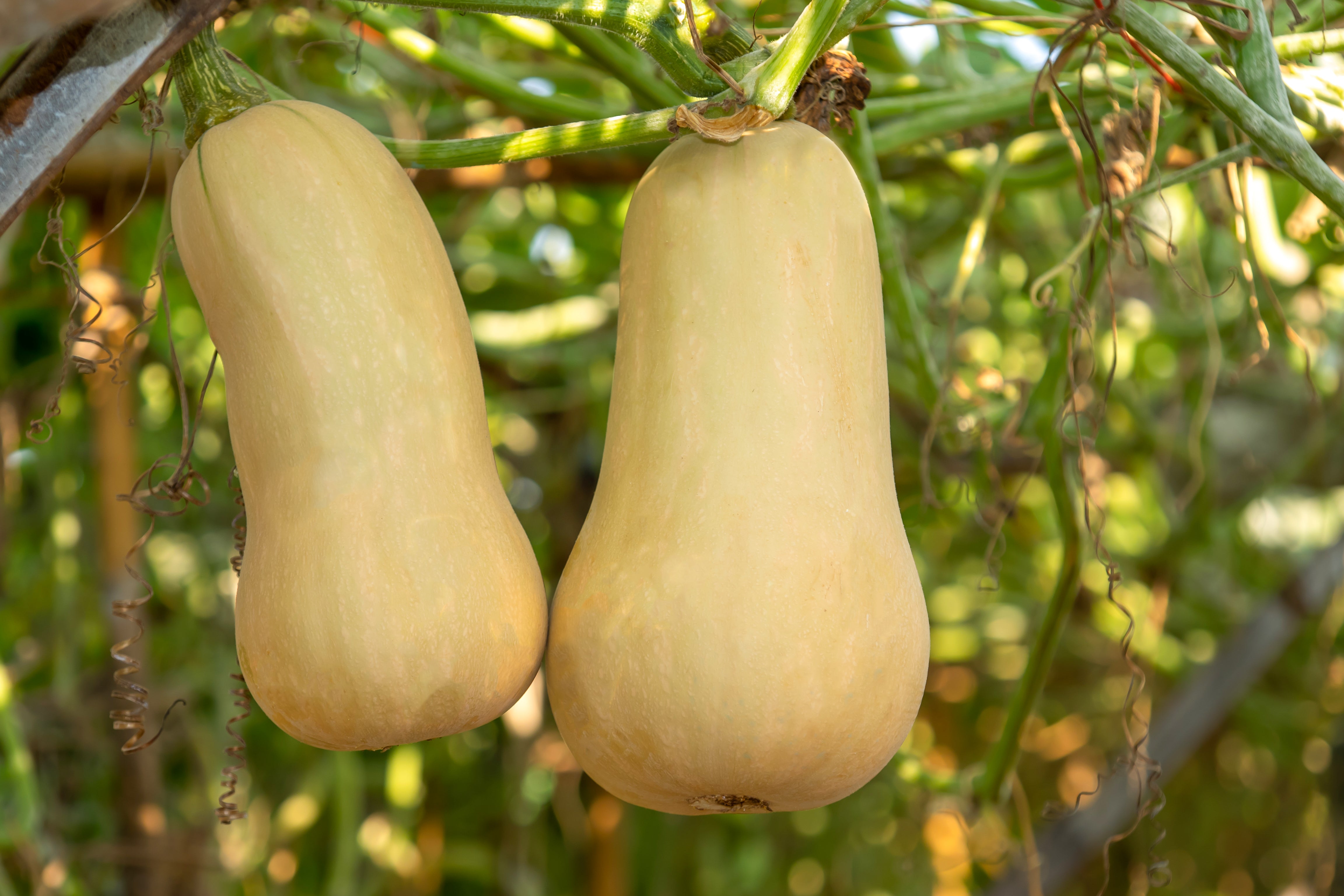 50 WALTHAM BUTTERNUT SQUASH Winter Cucurbita Moschata Vegetable Seeds