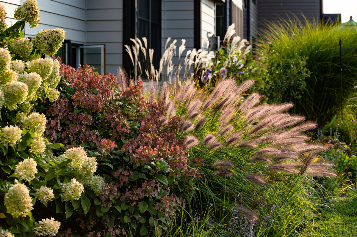 25 Dwarf Purple CHINESE FOUNTAIN GRASS Pennisetum Alopecuroides Hardy Ornamental Seeds