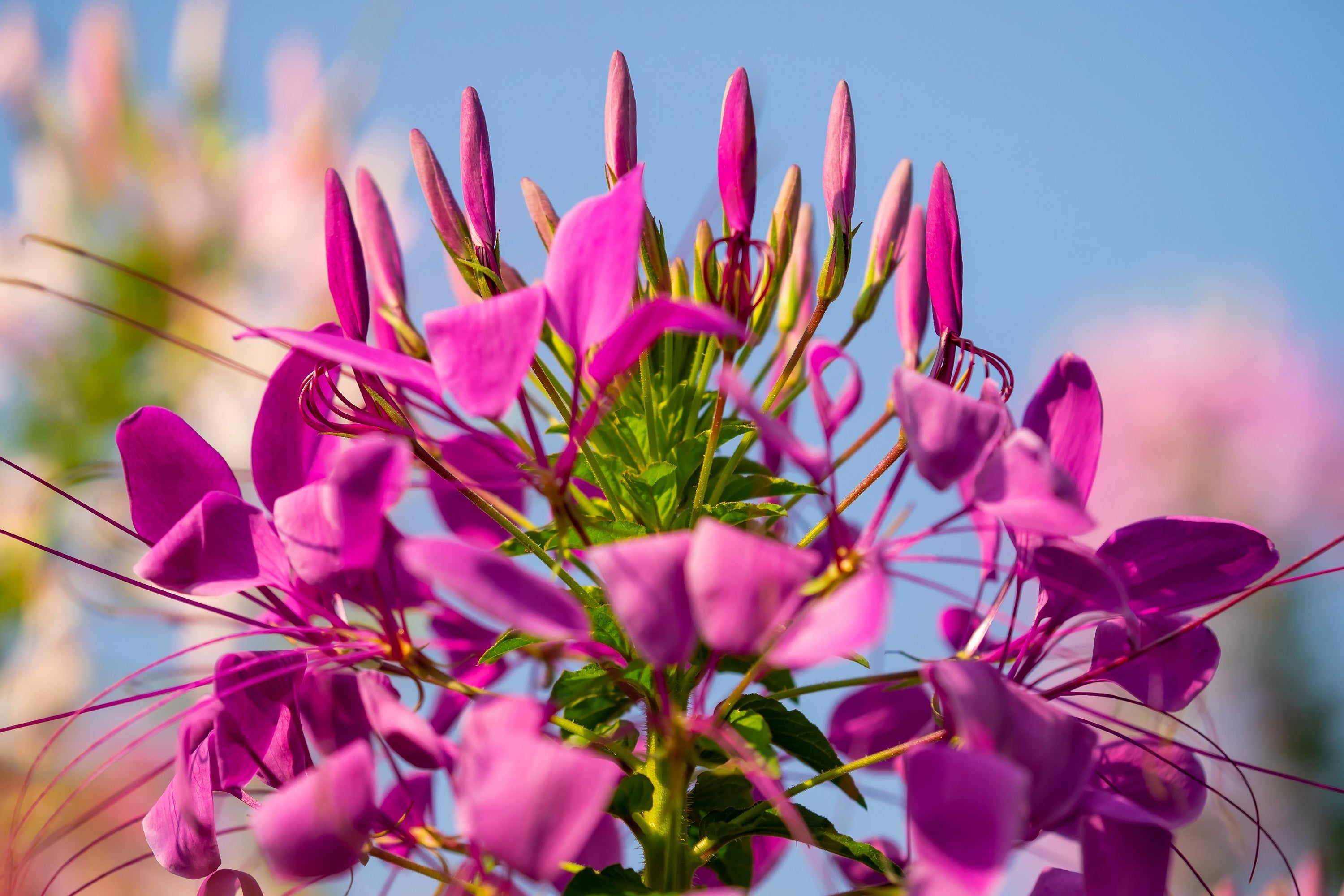 200 CHERRY QUEEN CLEOME Spinosa Hassleriana Carmine Rose Spider Flower Seeds