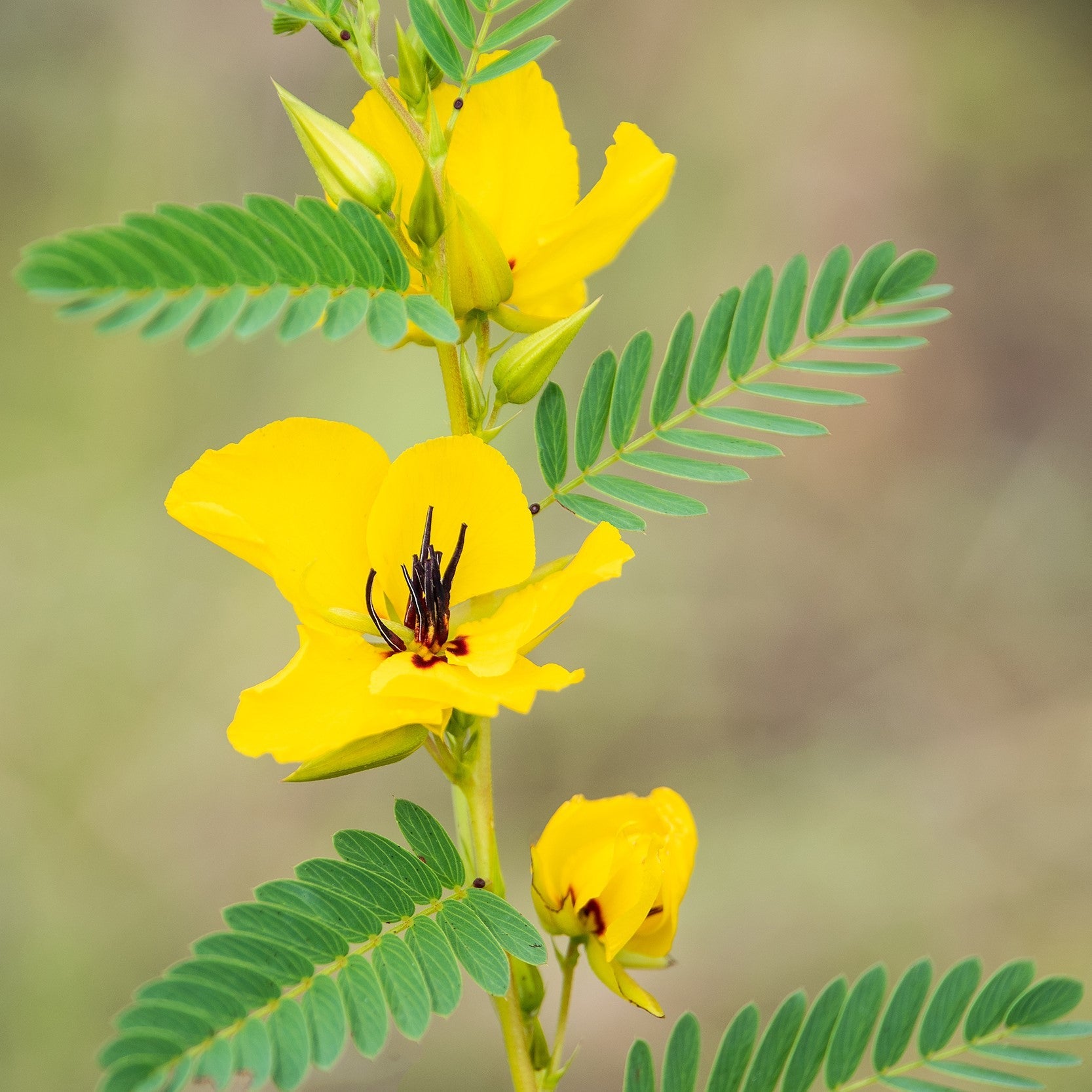 300 Yellow PARTRIDGE PEA (Sleeping Plant / Sensitive Pea) Chamaecrista Fasciculata Flower Seeds