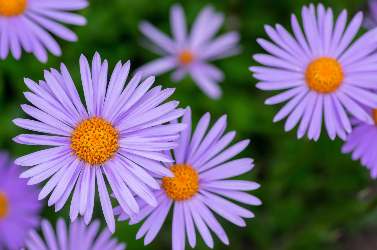 50 Blue EAST INDIES ASTER Tongolensis Flower Seeds