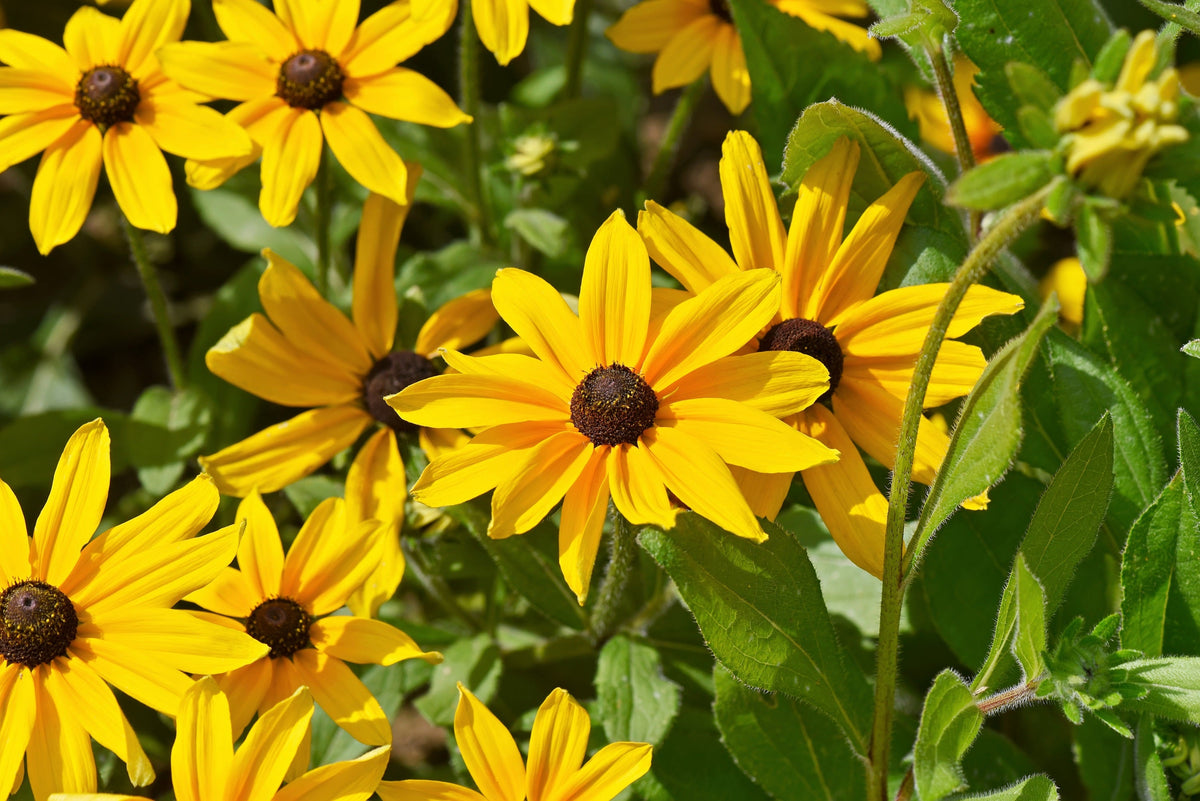 2000 BLACK EYED SUSAN Rudbeckia Hirta Yellow Heirloom Native Flower Seeds