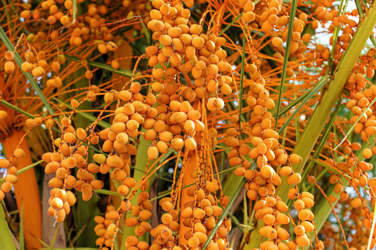 10 COCO PALM Jelly Palm Pindo Butia Capitata Edible Fruit Tree Houseplant Seeds
