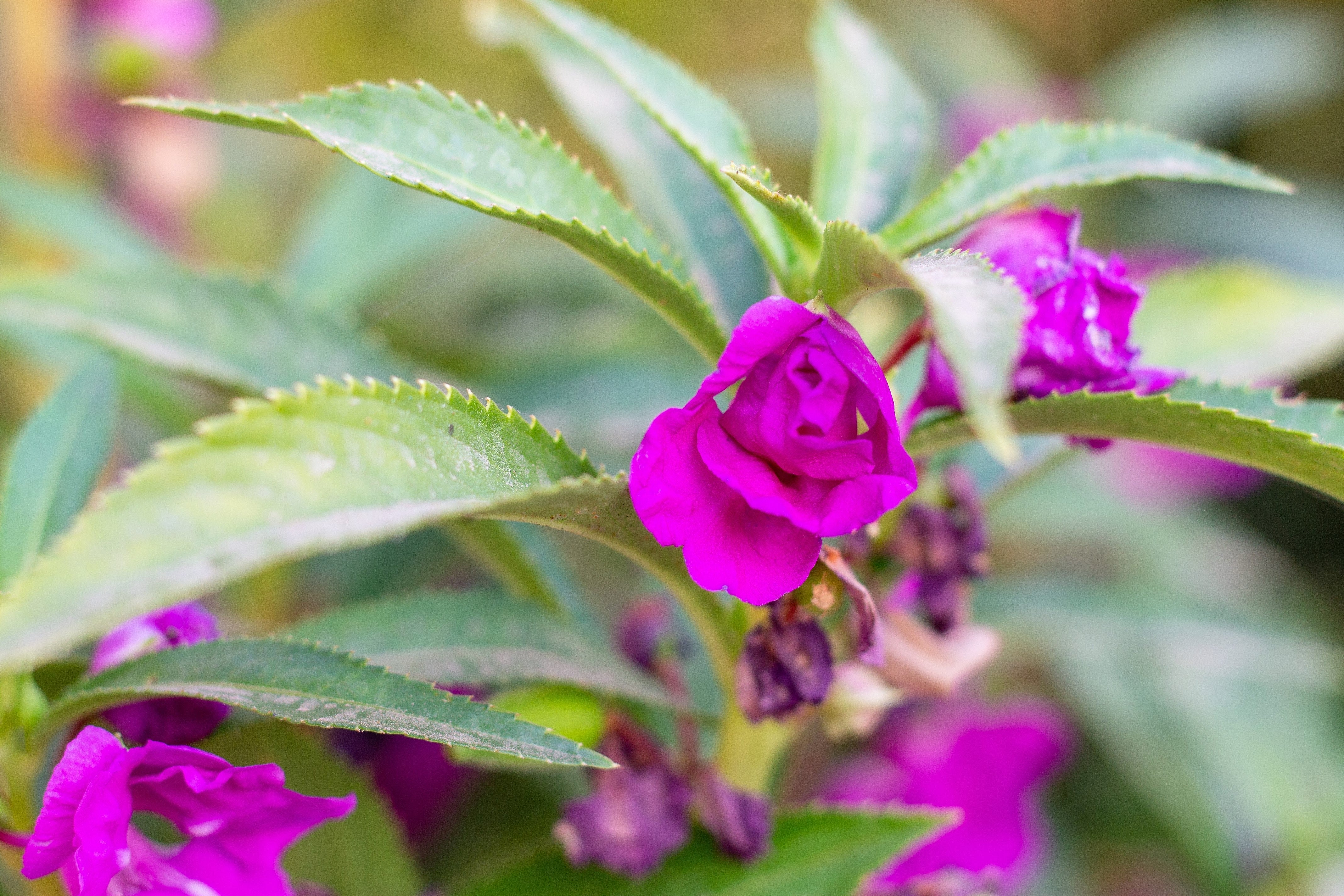 100 Mixed Dwarf TOM THUMB IMPATIENS Balsamina - Sun or Shade - Double Purple, Red, White, Pink, & Orange Flower Seeds