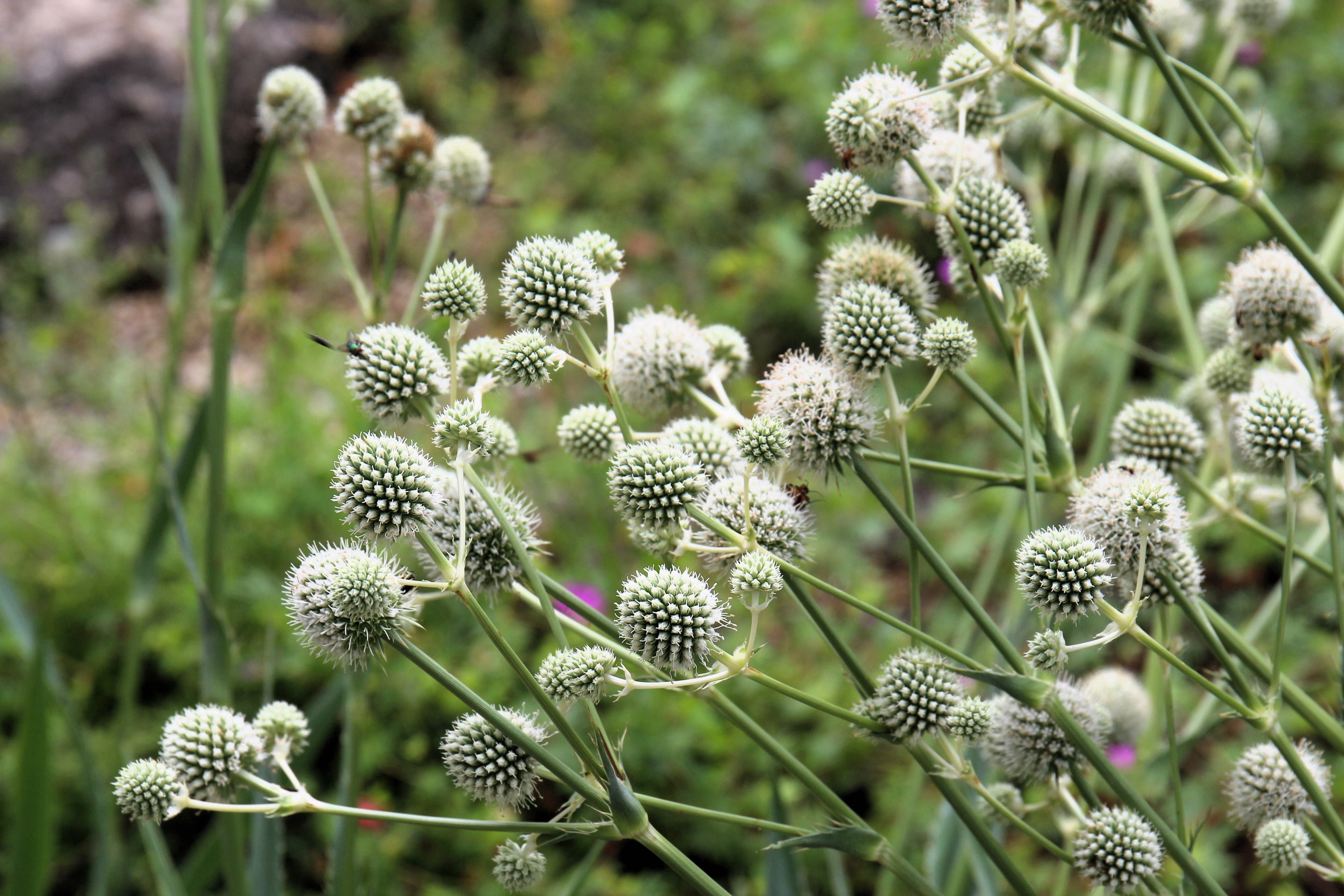 200 RATTLESNAKE MASTER / Button Snakeroot  Eryngium Yuccifolium Flower Seeds