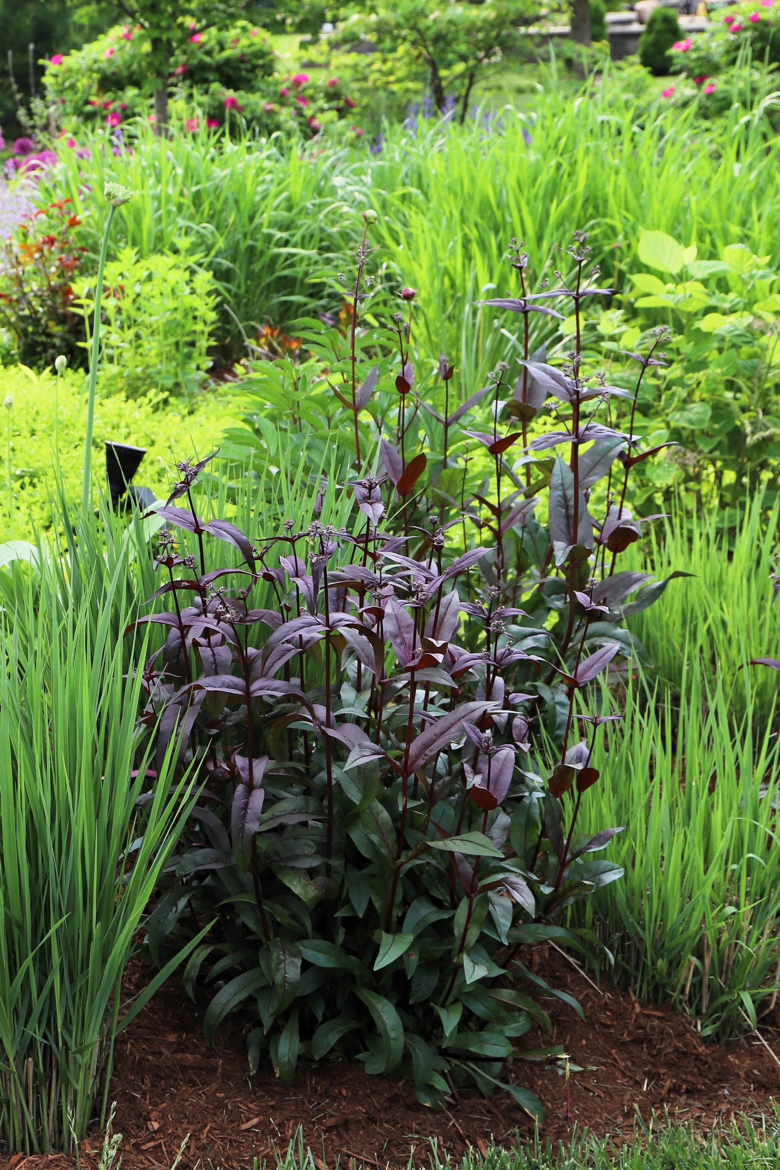 25 HUSKER RED PENSTEMON Digitalis Foxglove Beardtongue White Flower Seeds