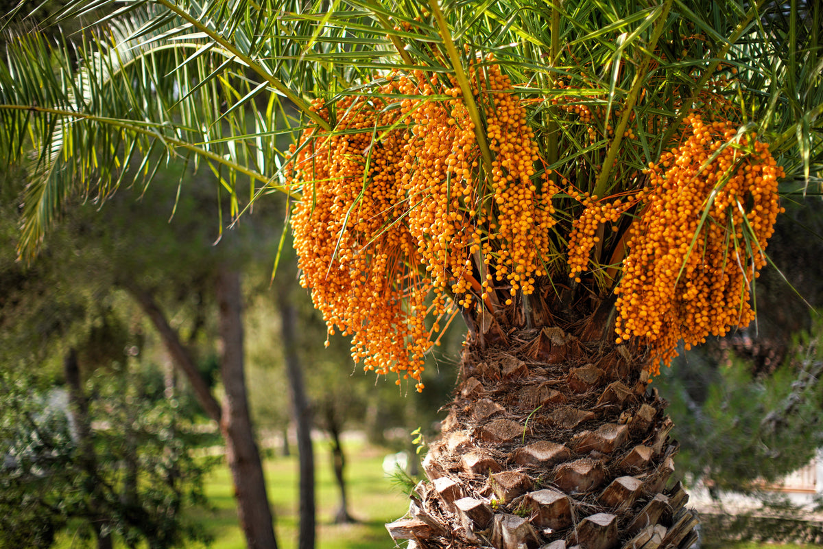 10 COCO PALM Jelly Palm Pindo Butia Capitata Edible Fruit Tree Houseplant Seeds