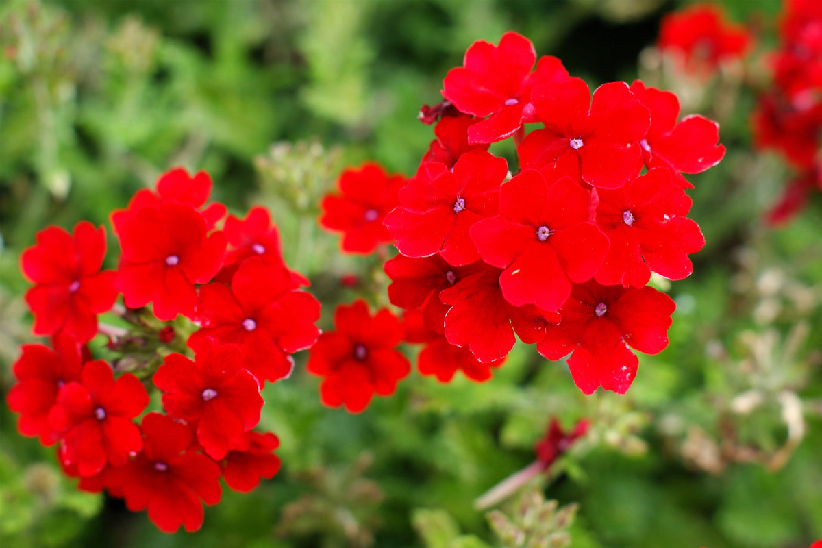 50 SCARLET VERBENA Red Nana Compacta Fragrant Flower Seeds