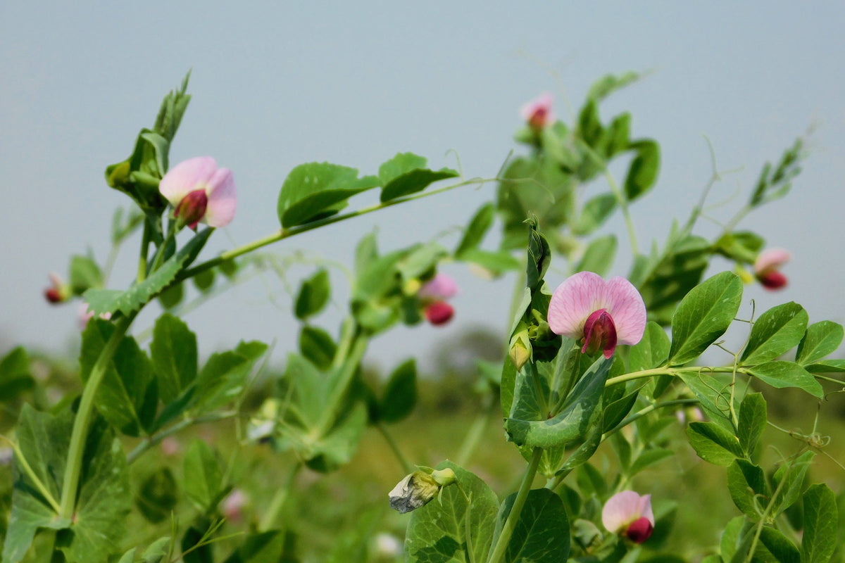 50 AUSTRIAN WINTER PEA Caley Flower Pisum Sativum Ground Cover Crop Legume Seeds