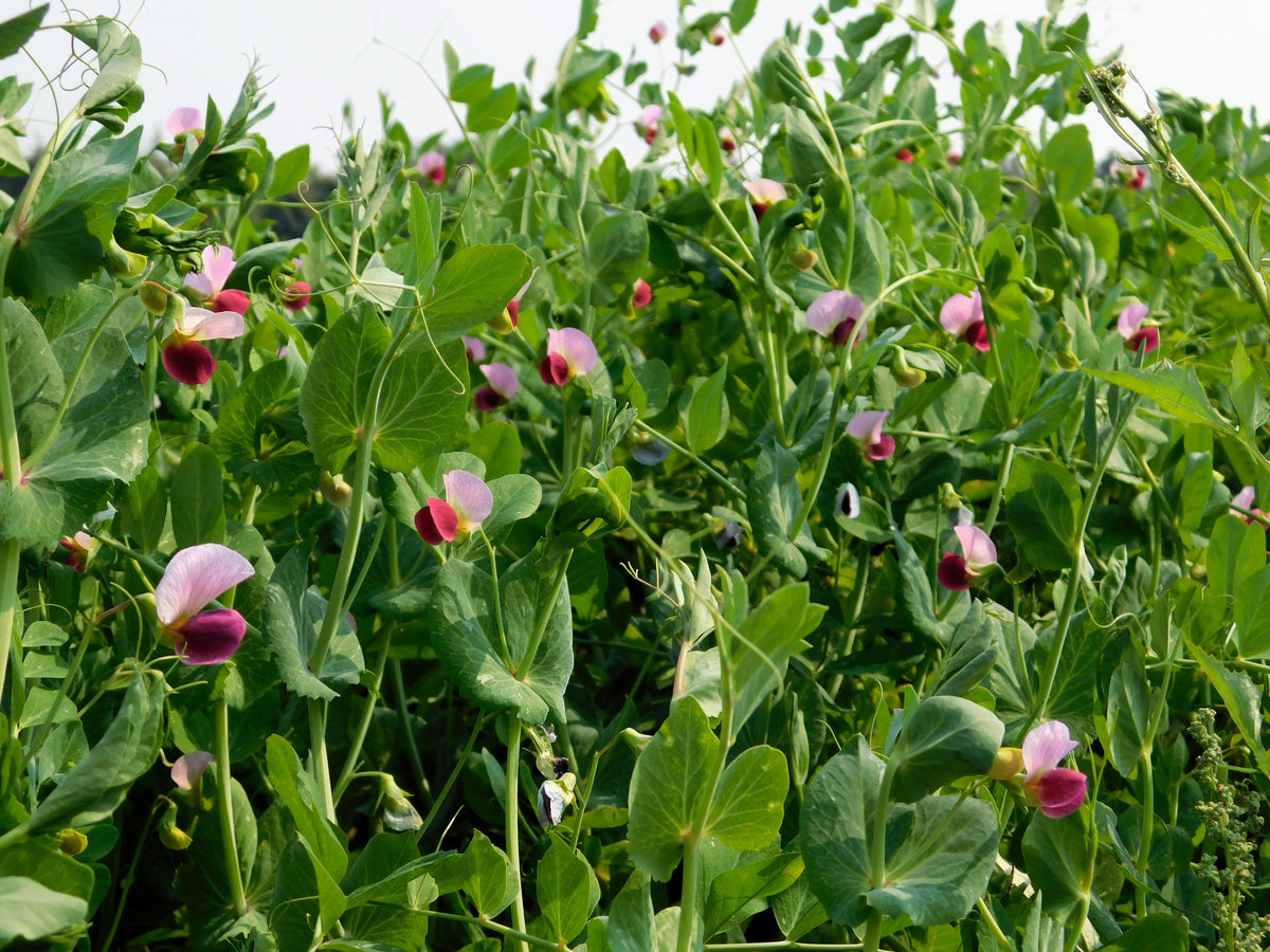 50 AUSTRIAN WINTER PEA Caley Flower Pisum Sativum Ground Cover Crop Legume Seeds