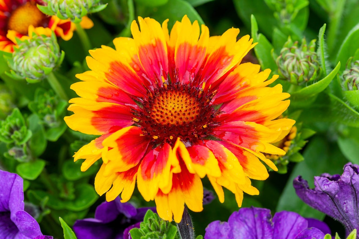 100 ARIZONA SUN GAILLARDIA Pulchella Indian Blanket Flower Seeds