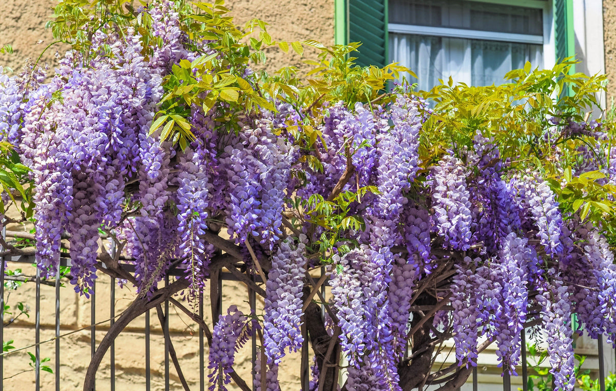5 BLUE CHINESE WISTERIA Sinensis Ornamental Vine Climber Blue Violet Purple Flower Seeds