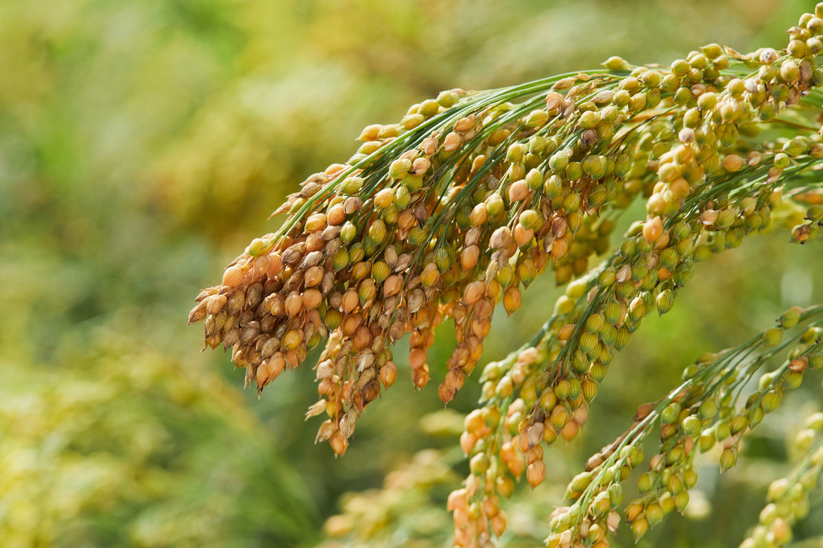 200 PROSO MILLET White Common Panicum Miliaceum Ornamental Grass Vegetable Seeds