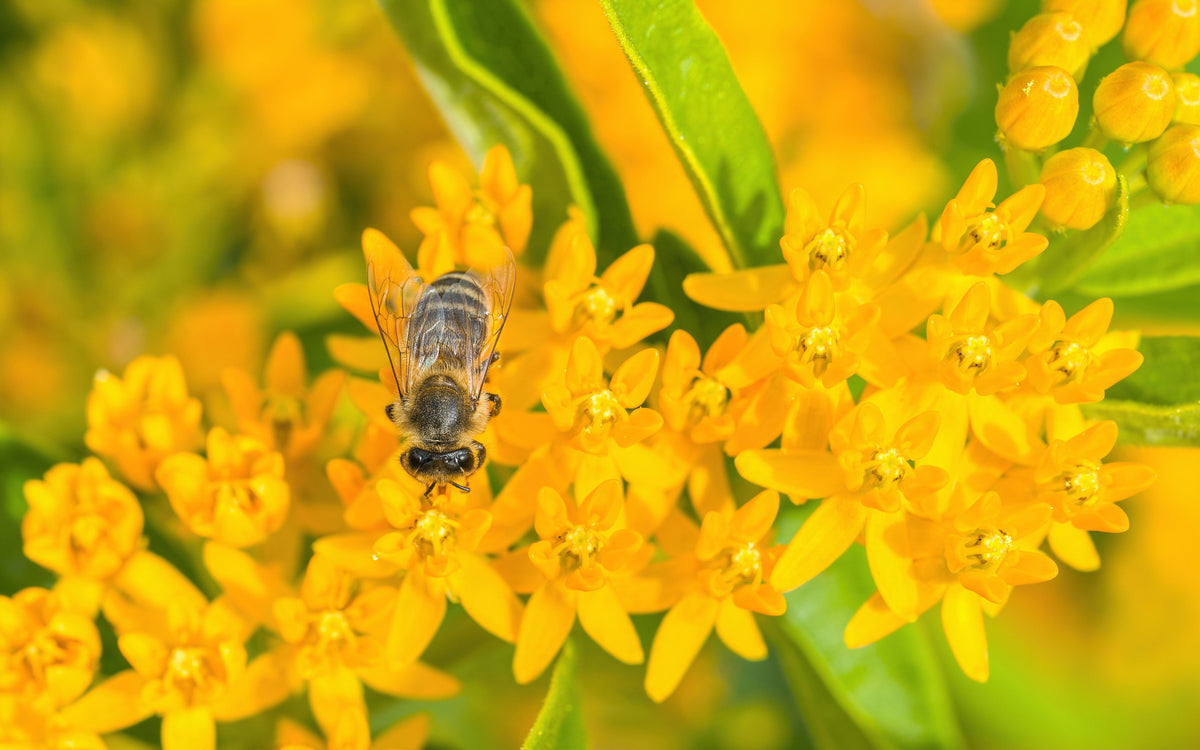 10 GAY BUTTERFLIES MILKWEED Red Yellow Orange Mix Asclepias Tuberosa Butterfly Weed Flower Seeds