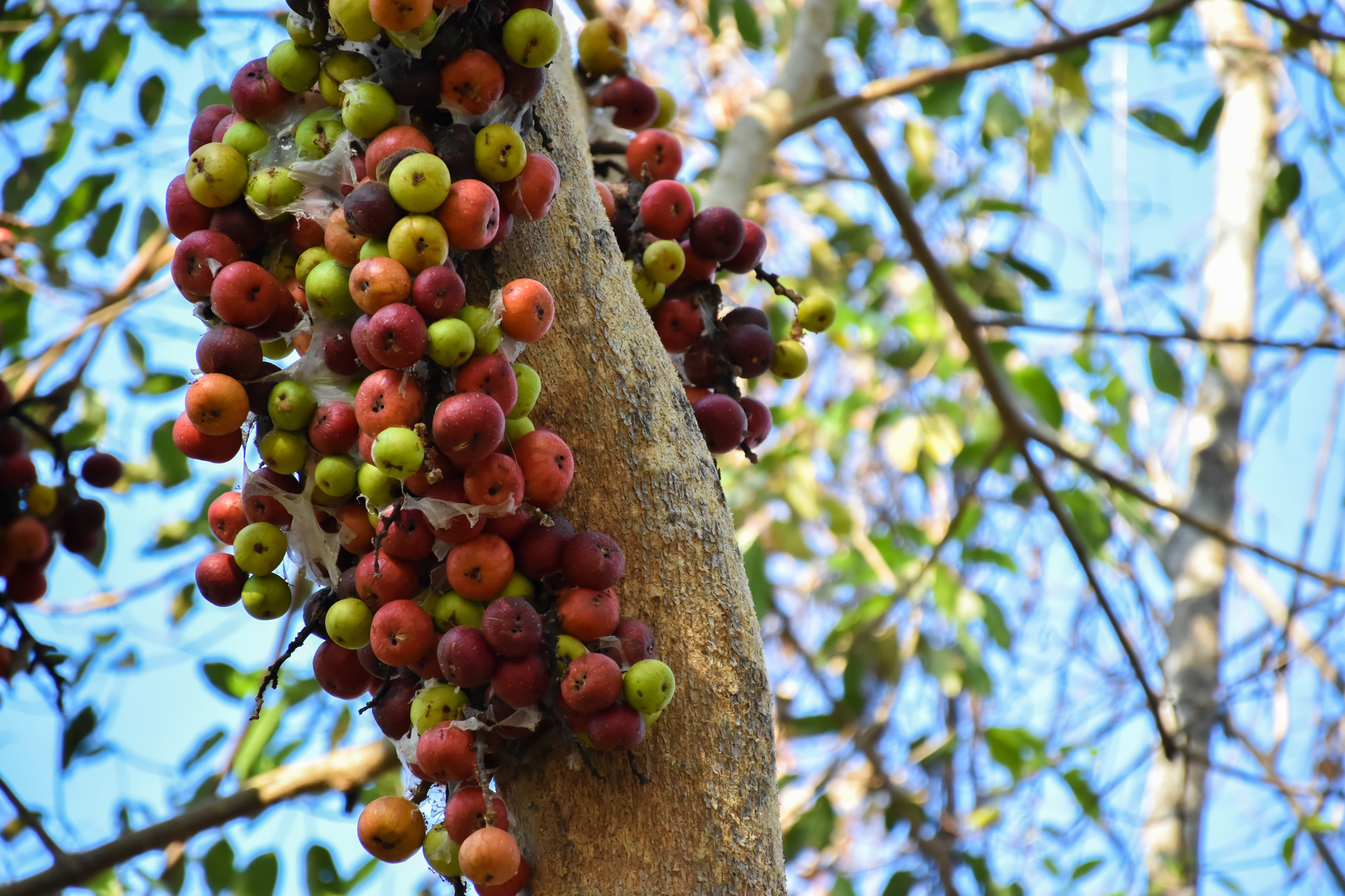 30 CLUSTER FIG Ficus Racemosa Red River Indian Guilar Tree Houseplant Seeds