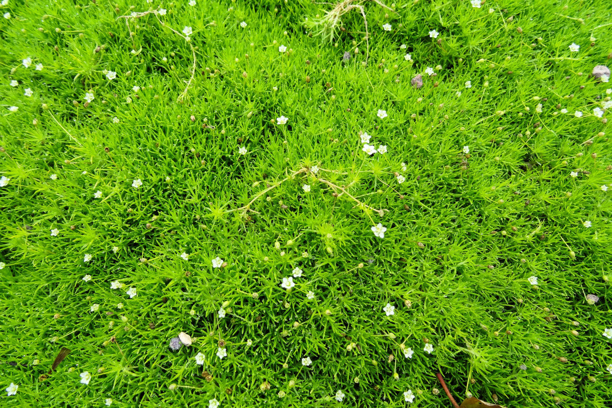 50 IRISH MOSS Groundcover Heath Pearlwort Sagina Subulata White Flower Seeds