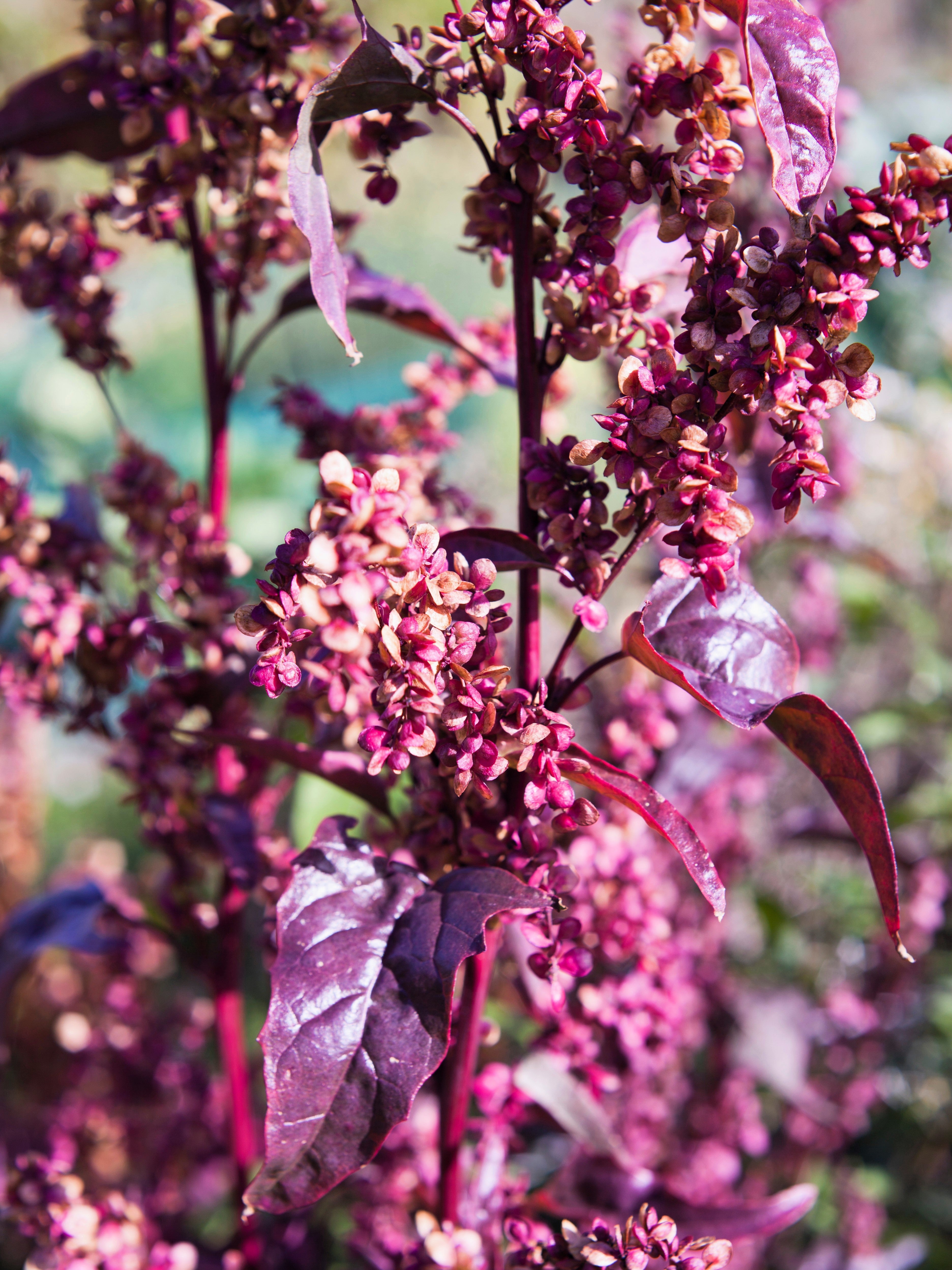 100 GIANT GOOSEFOOT Chenopodium Giganteum Purple Magenta Spreen Vegetable Seeds