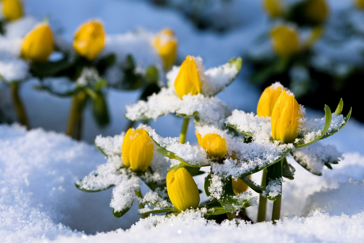 10 WINTER ACONITE Eranthis Hyemalis Yellow Sun Shade Flower Seeds
