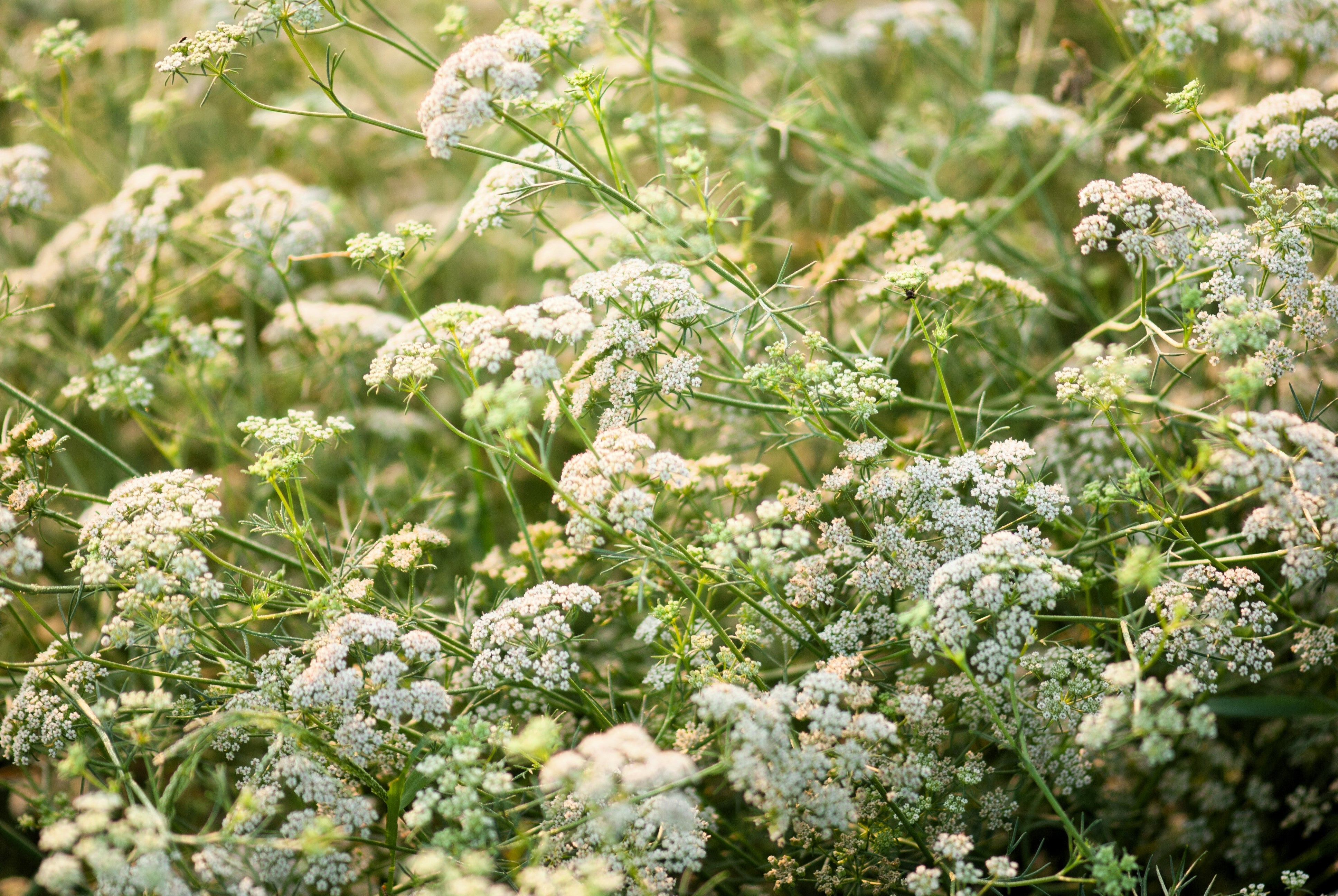500 Organic CUMIN Cuminum Cyminum Herb Flower Seeds