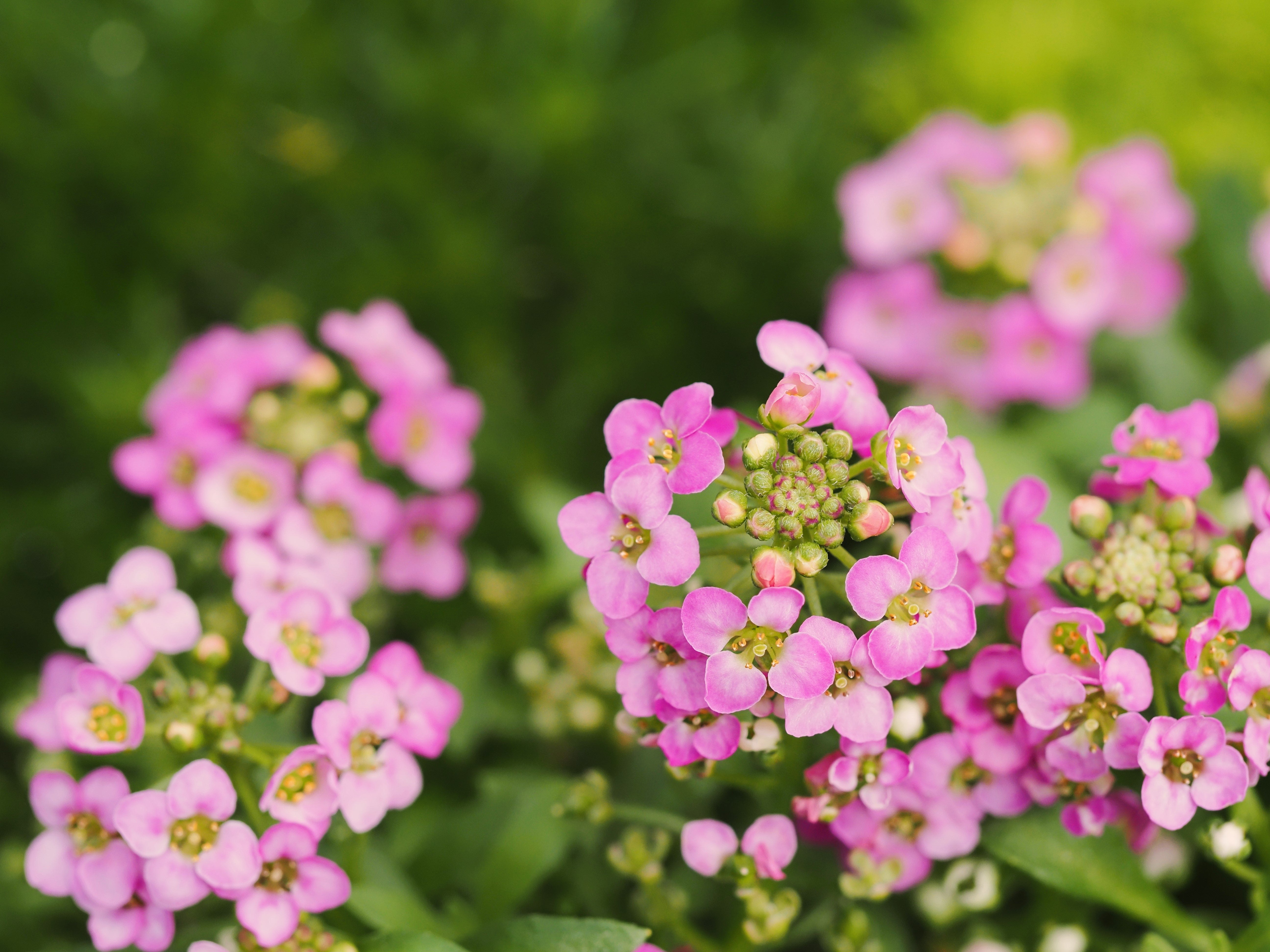 1000 Pink ALYSSUM ROSIE O DAY Lobularia Maritima Flower Seeds