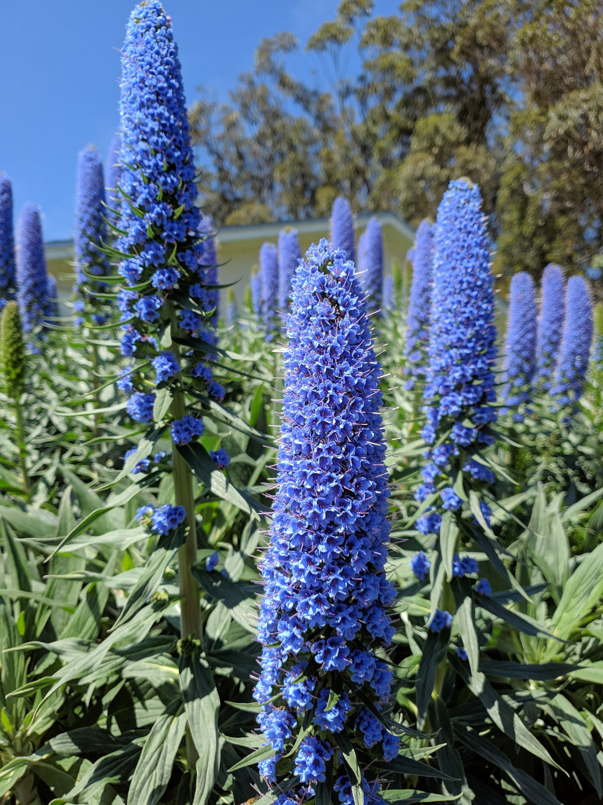 40 Blue PRIDE OF MADEIRA Echium Candicans Fastuosum Nectar Flower Seeds