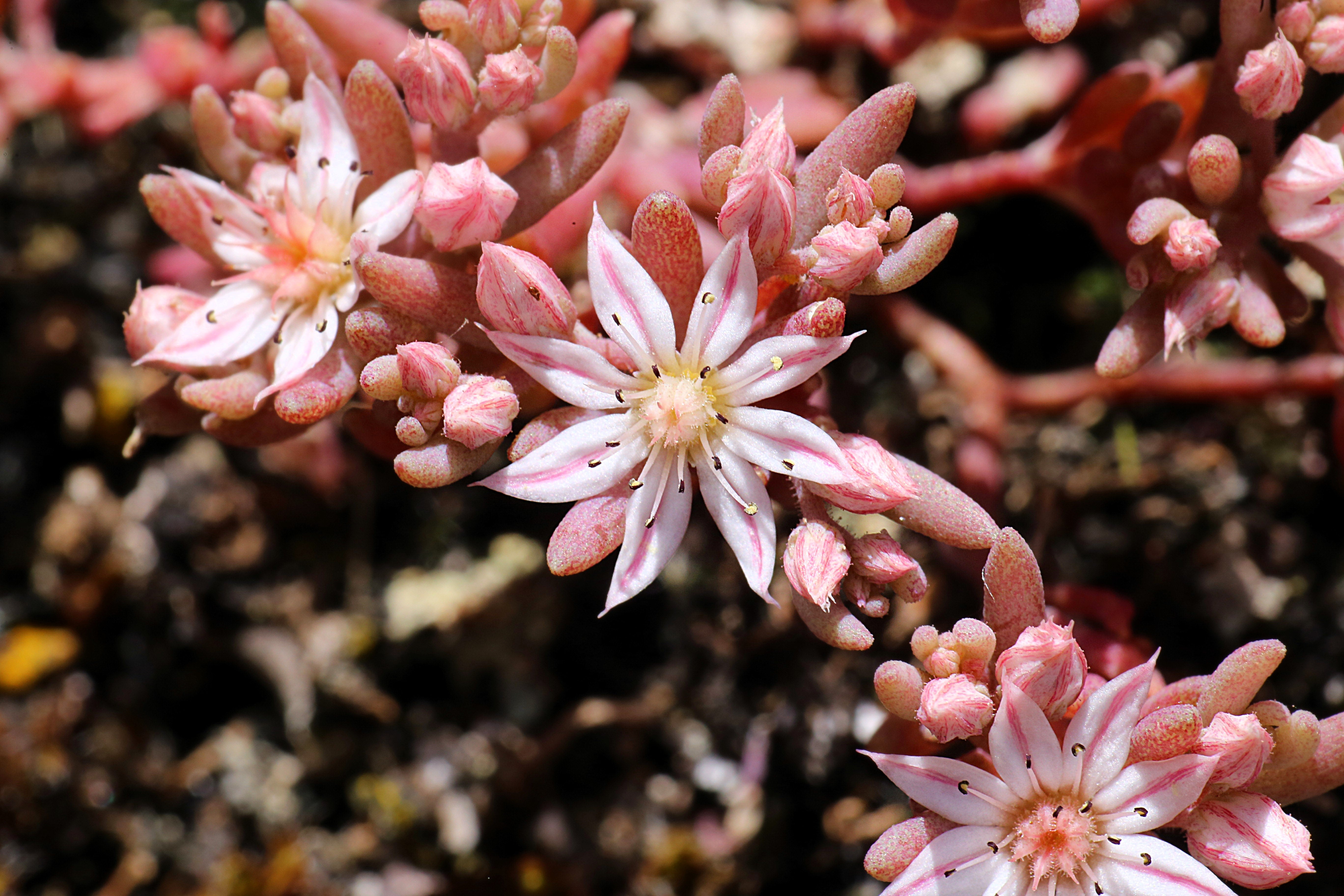 25 Spanish STONECROP / SEDUM HISPANICUM Groundcover Flower Seeds