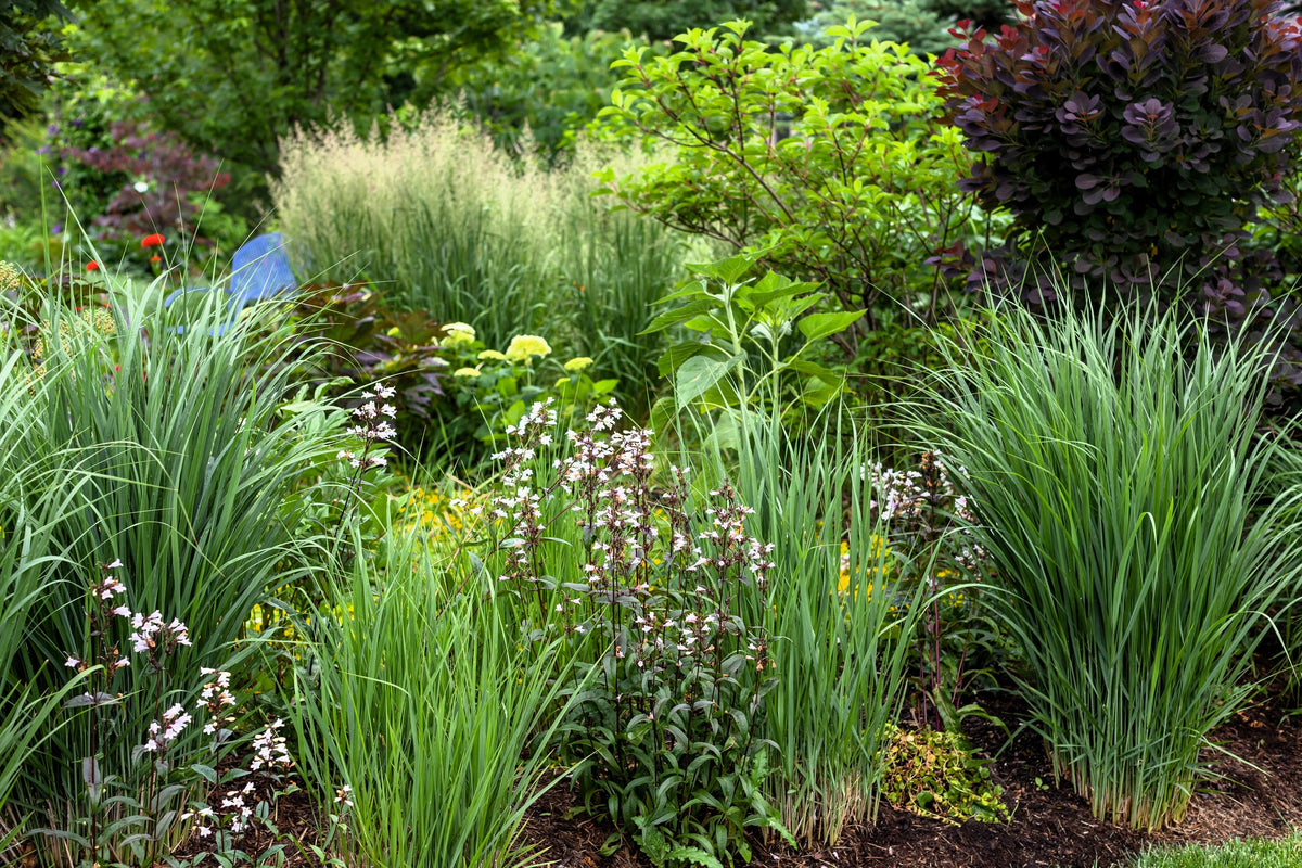 30 Violet PANIC GRASS Panicum Miliaceum Violaceum Ornamental Purple Millet Seeds