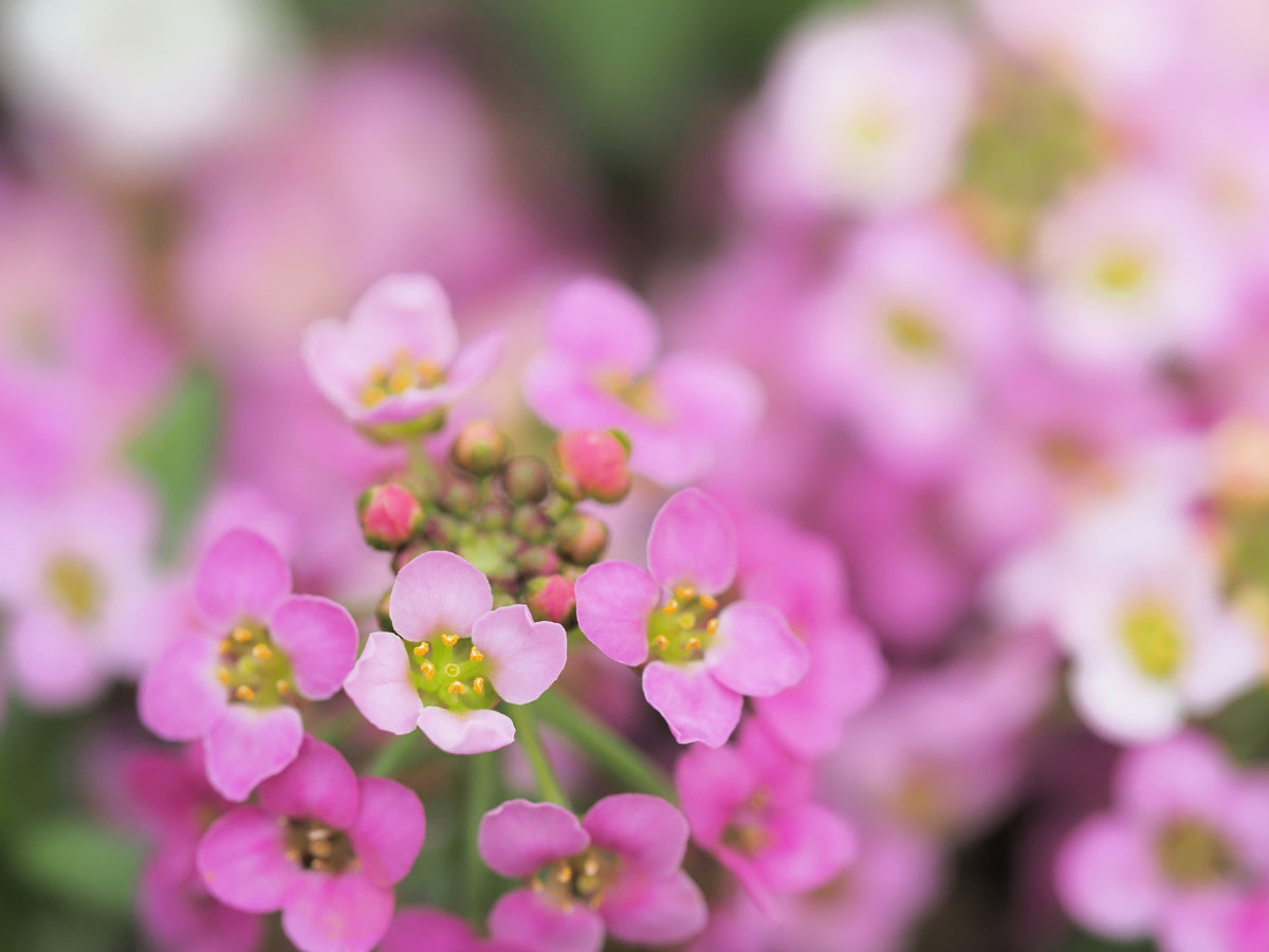 1000 Pink ALYSSUM ROSIE O DAY Lobularia Maritima Flower Seeds