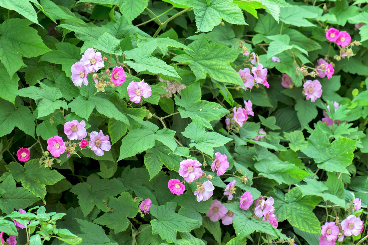 20 PURPLE FLOWERING RASPBERRY Thornless Edible Rubus Odoratus Fruit Berry Seeds