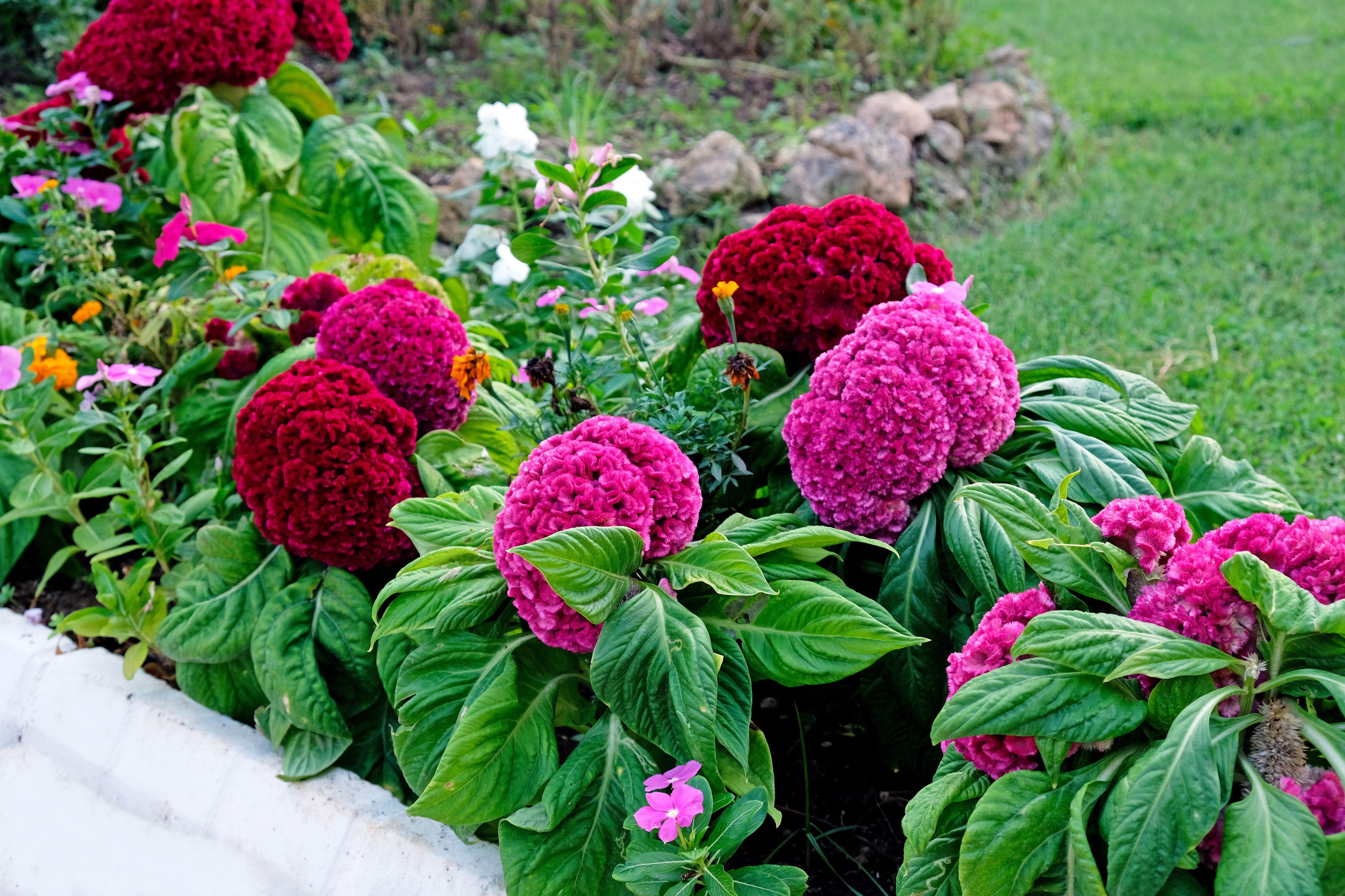 100 CORAL GARDENS Mix CELOSIA Cockscomb Celosia Argentea Cristata Flower Seeds
