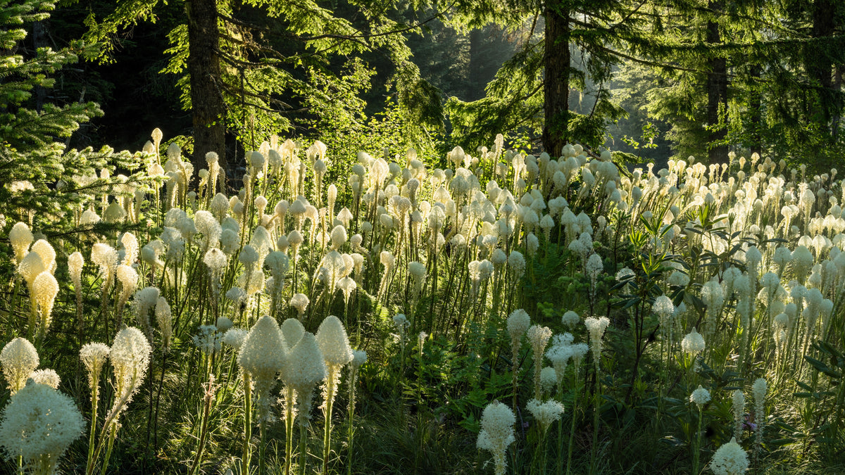 100 BEAR GRASS aka Bear LILY Beargrass Ornamental Xerophyllum Tenax Flower Seeds
