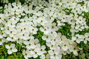 20 HIMALAYAN DOGWOOD / STRAWBERRY Tree Cornus Capitata White & Pink Flower Red Fruit Seeds
