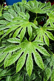 10 JAPANESE FATSI Shrub Flower Paperplant Fatsia Aralia Japonica Seeds