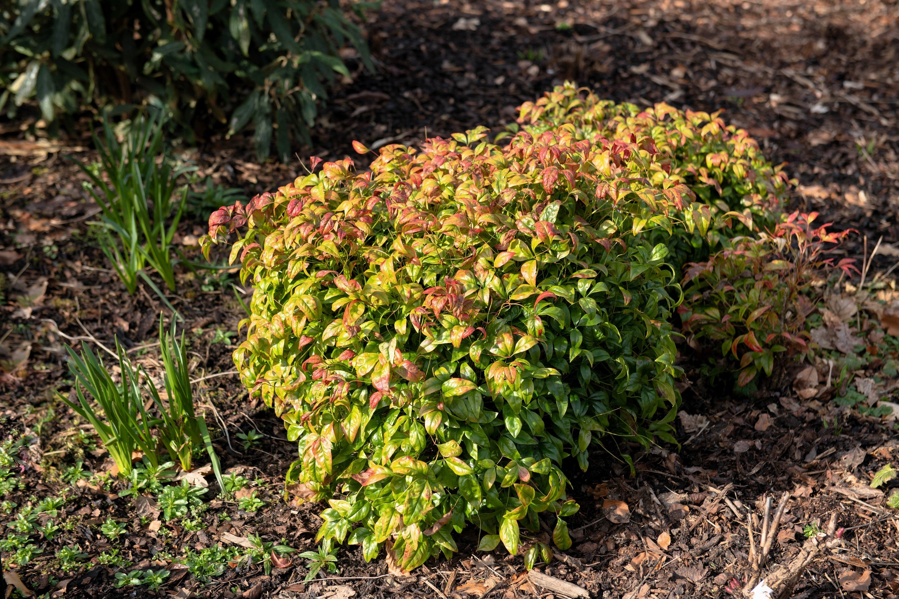 15 DWARF SACRED BAMBOO Heavenly Nandina Domestica Nana Pink Red Sun Shade Shrub Seeds