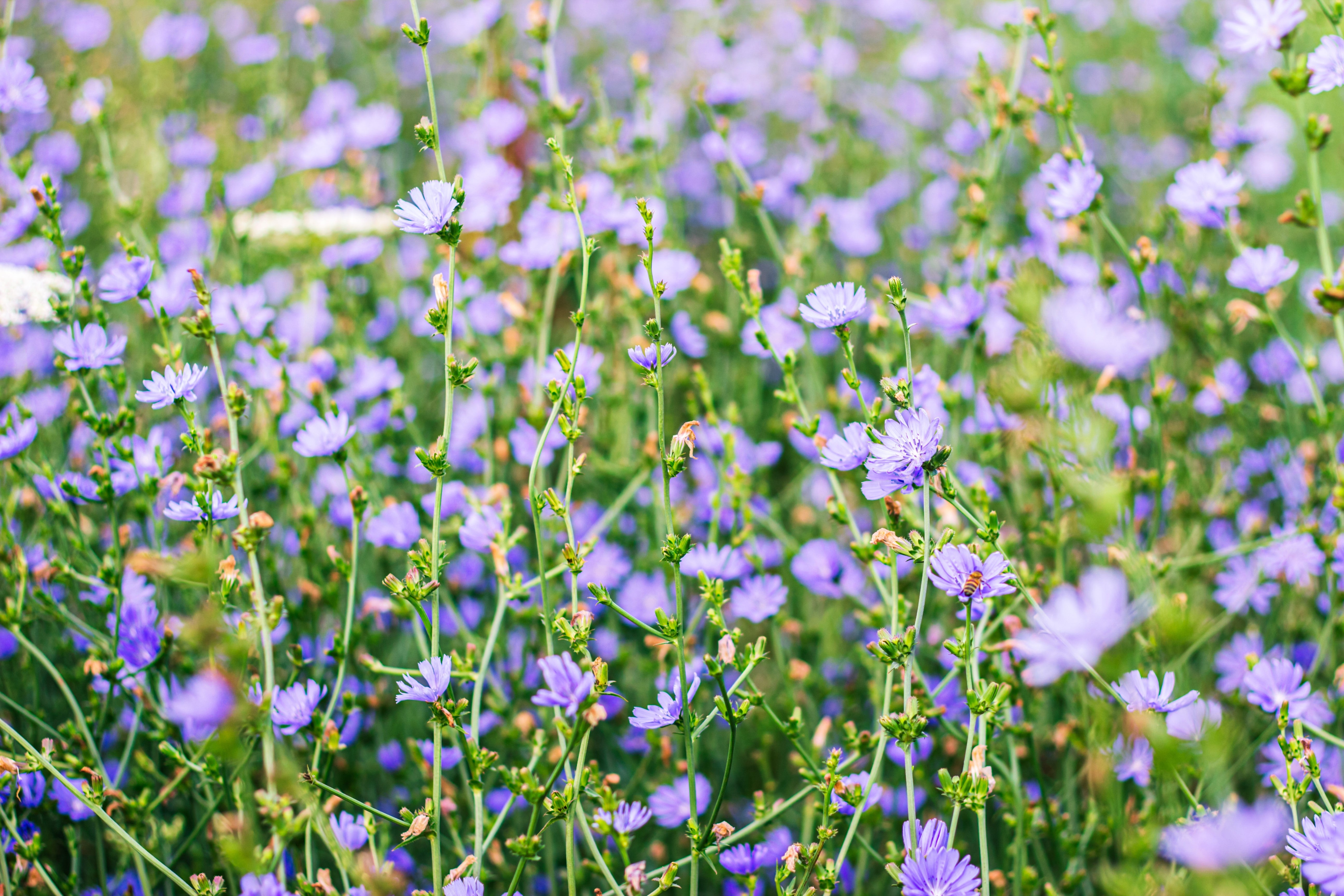 1000 CHICORY (Blue Daisy / Blue Sailors / Coffeeweed / Succory) Chicorium Cicorium Intybus Flower Herb Seeds
